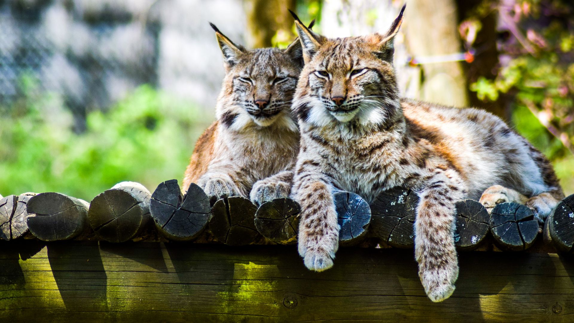Wallpaper Cute, wild cats, Lynx