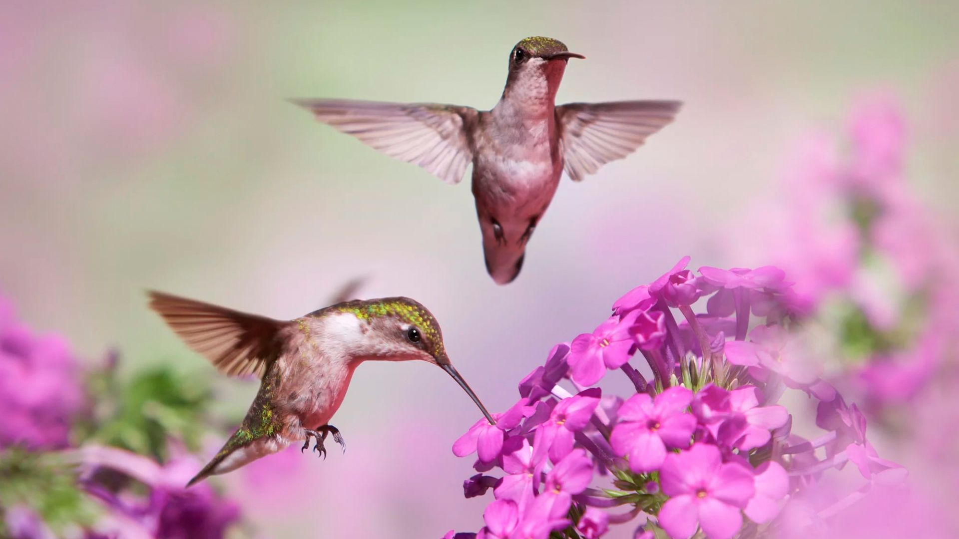 Wallpaper Hummingbirds, flight, pink flowers, blur