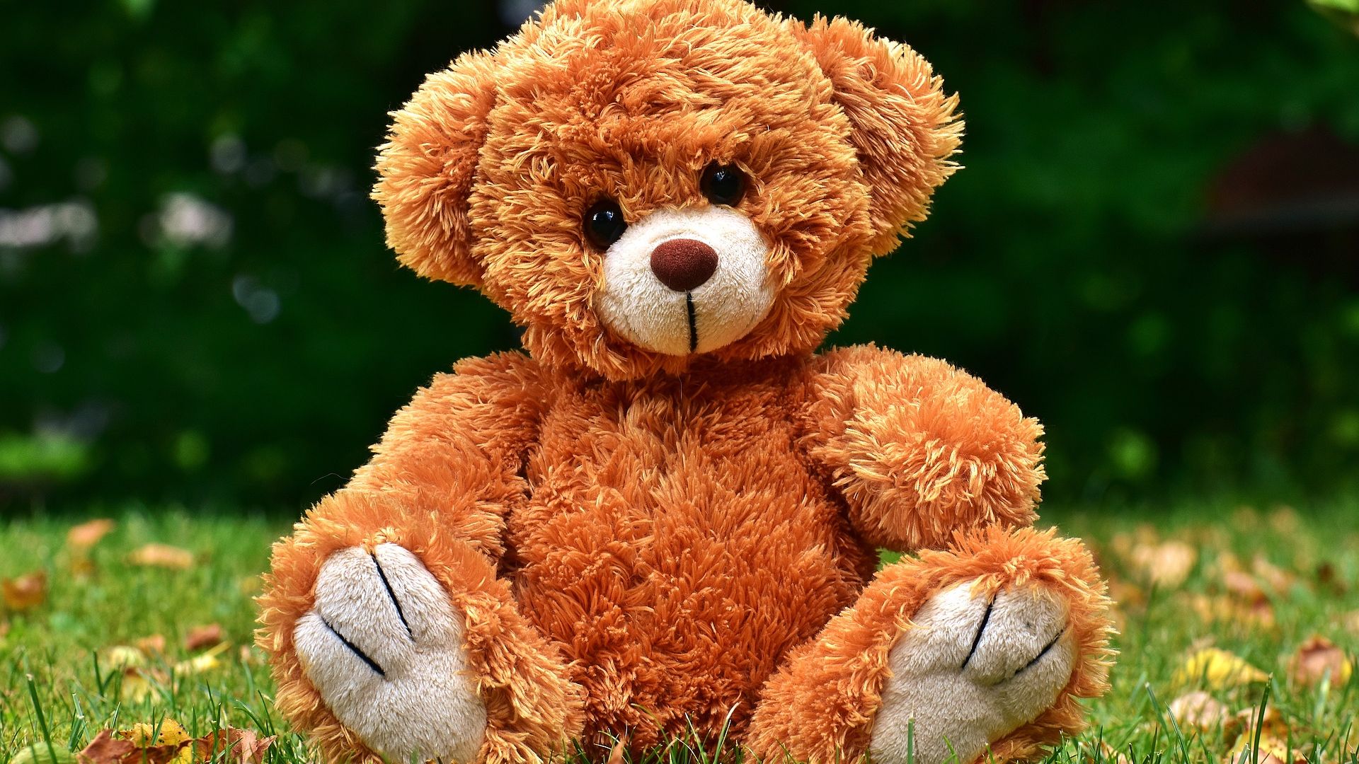 Wallpaper Teddy, cute toy, grass