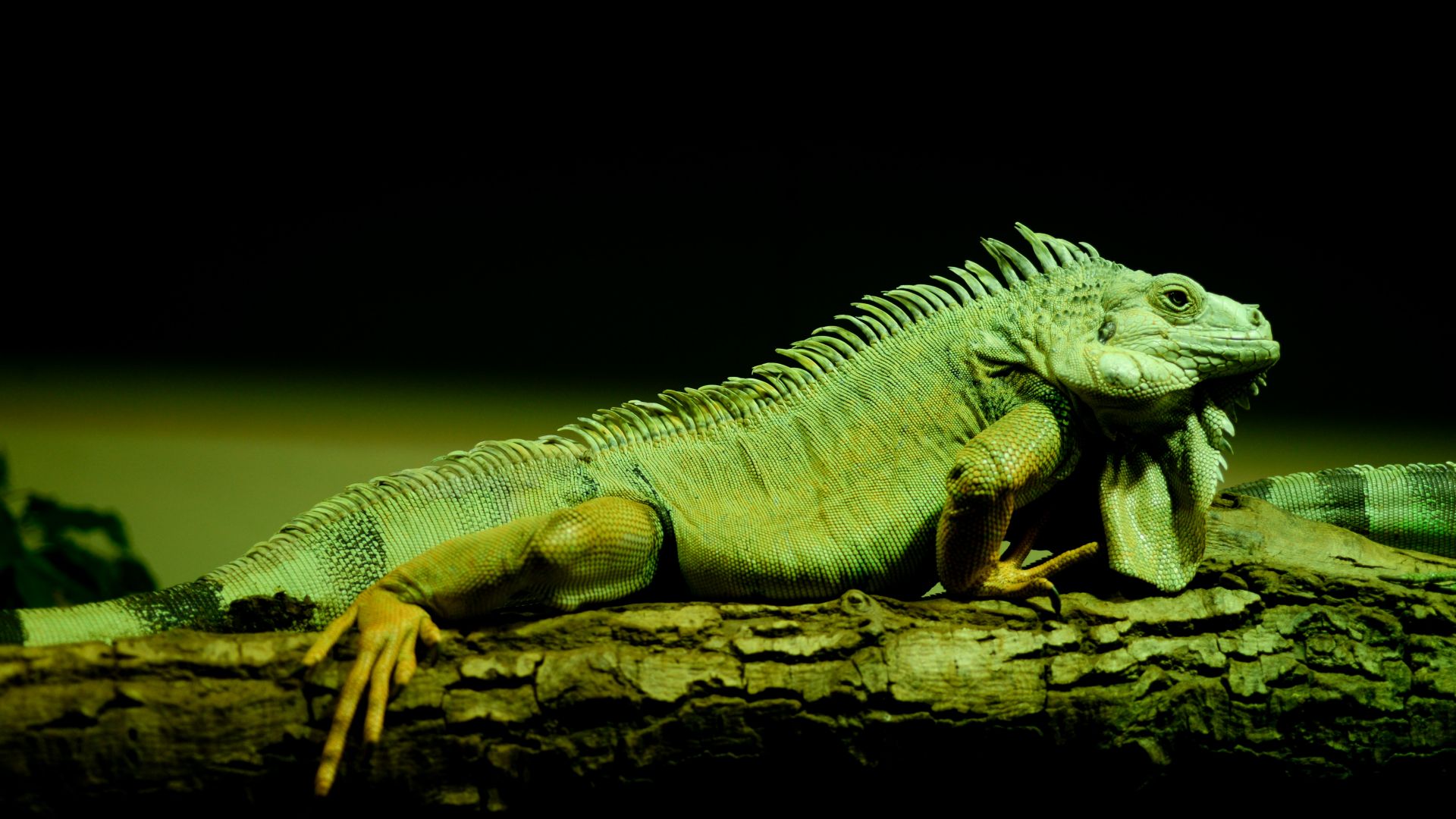 Wallpaper Iguana, green lizard, reptile, tree trunk