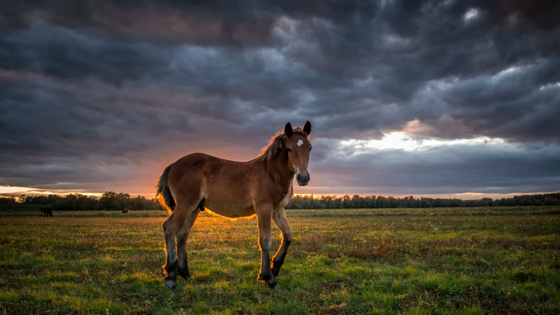Wallpaper Young horse, animal, landscape, sunset, clouds