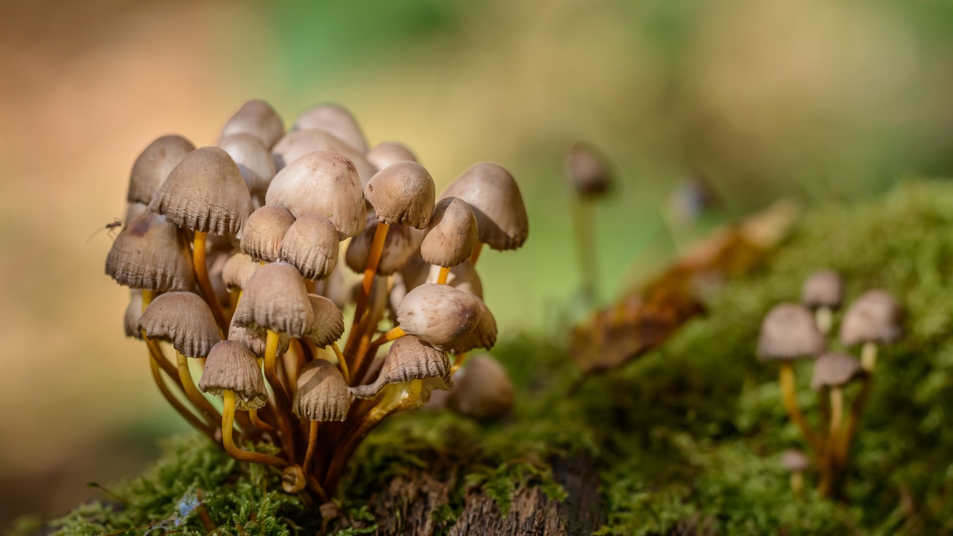 Wallpaper Mushrooms, fungus, blur