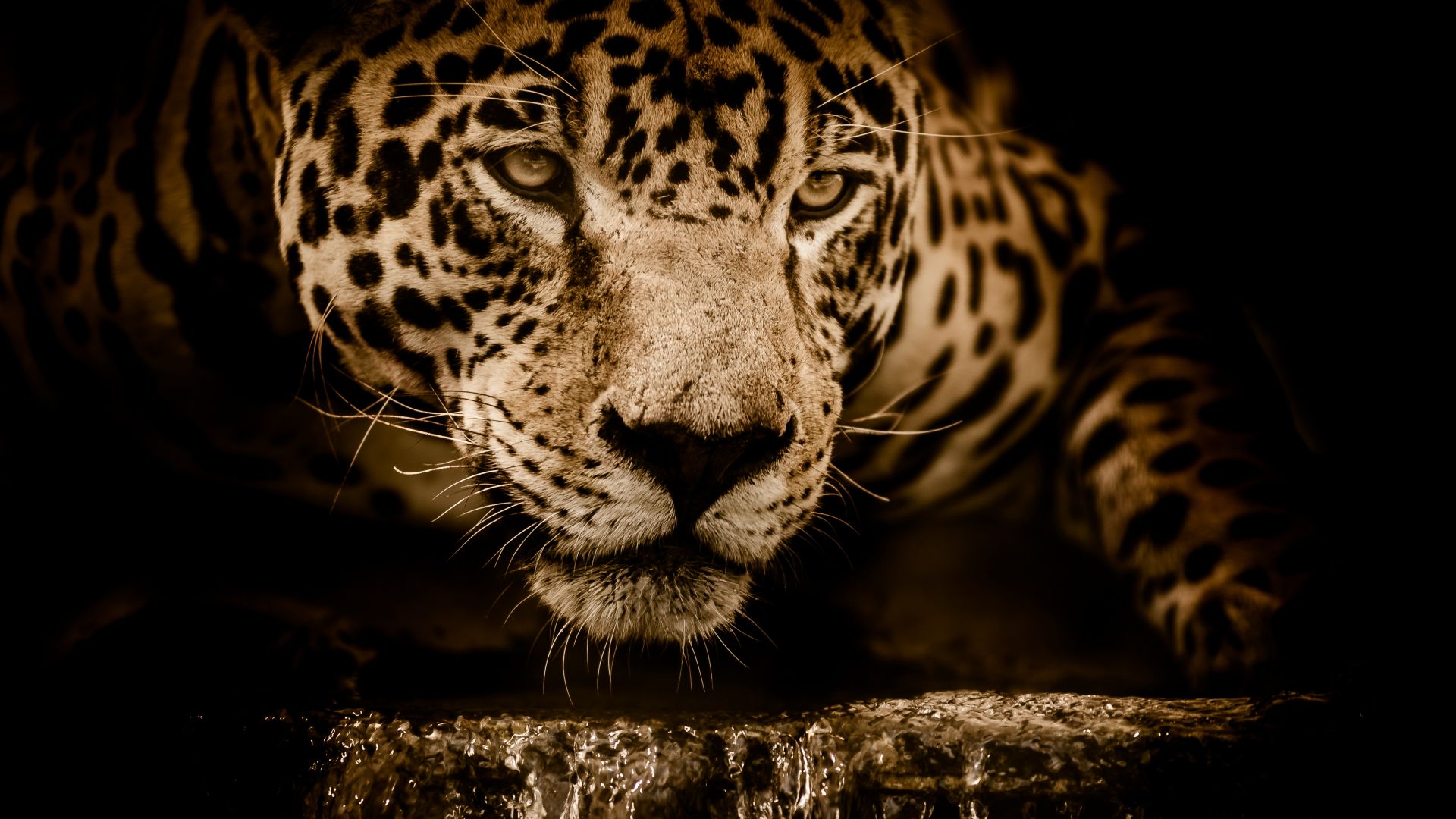 Wallpaper Jaguar, wildlife, predator, muzzle, 4k