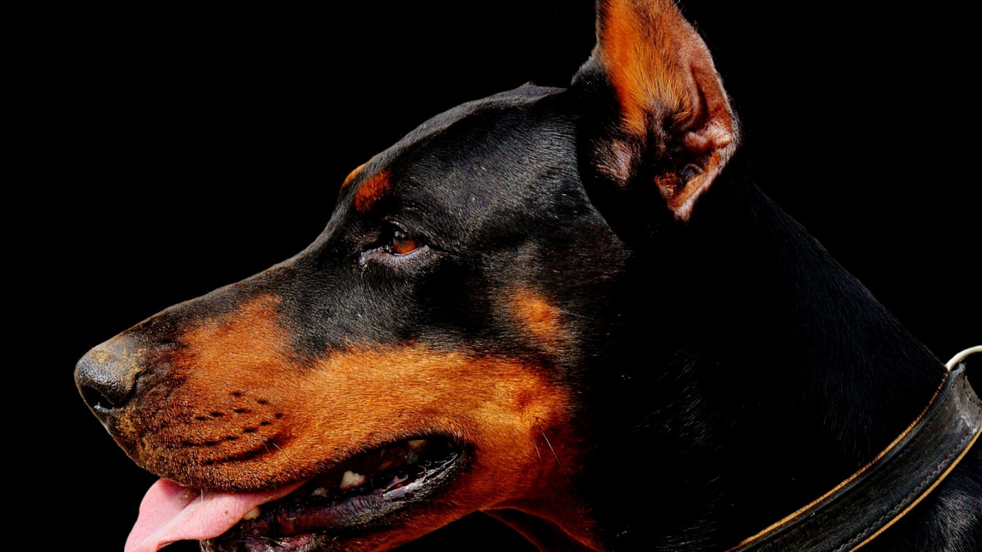 Wallpaper Black doberman, dog, muzzle, animal