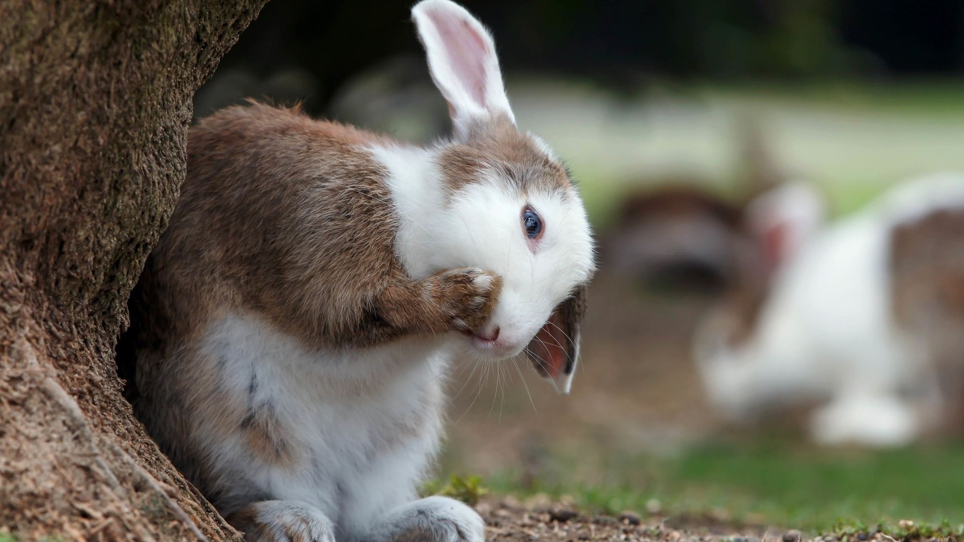 Wallpaper Cute, bunny, rabbit, animal
