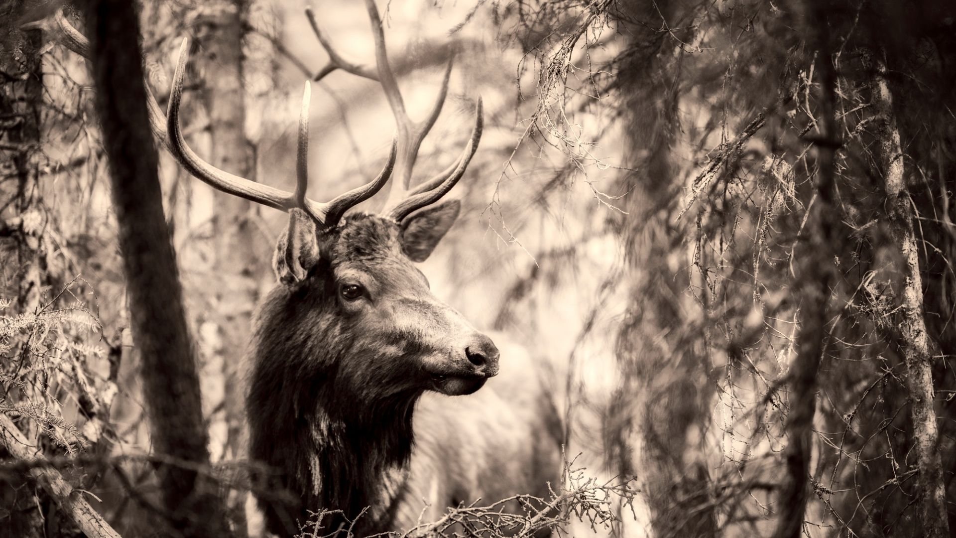Wallpaper Deer, Elk, wild animal, horns, sepia