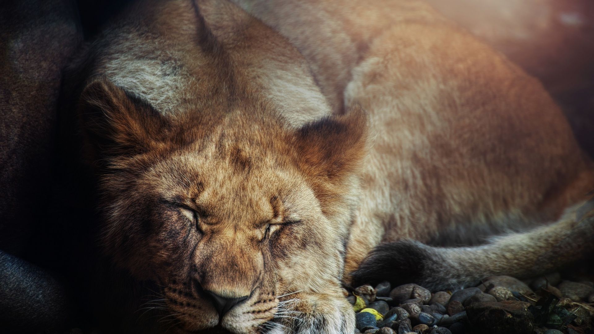 Wallpaper Big cat, relaxed, predator, lioness, animal