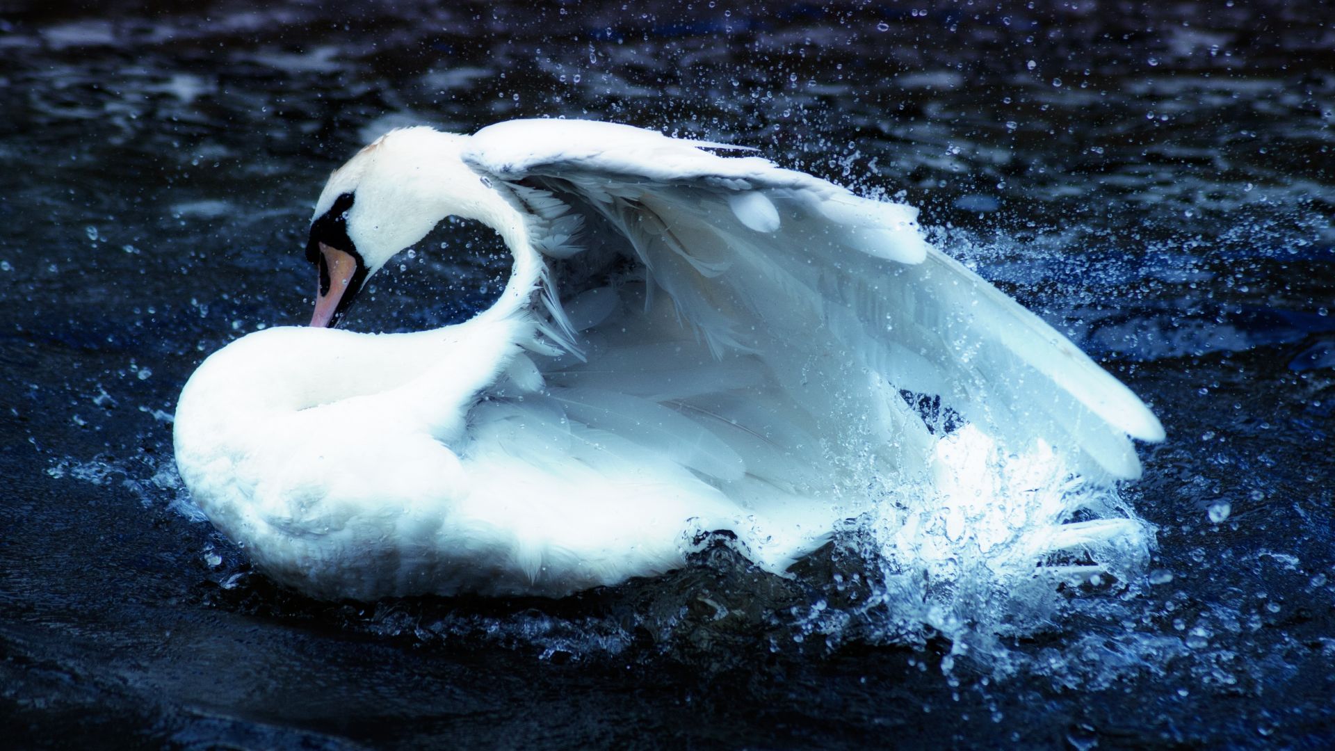 Wallpaper Water splashes, swimming, white swan, bird