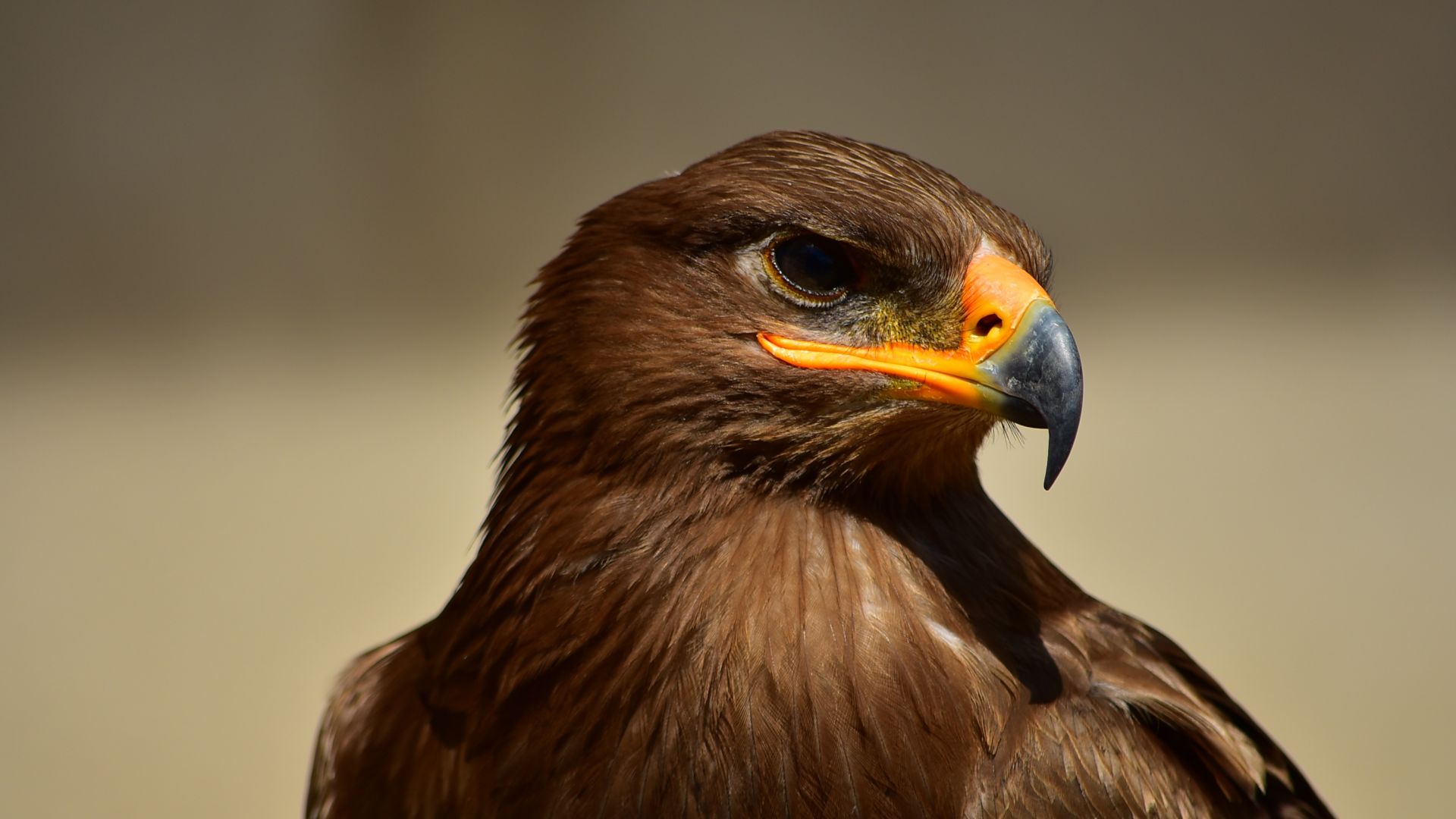 Wallpaper Eagle, yellow beak, confident, muzzle