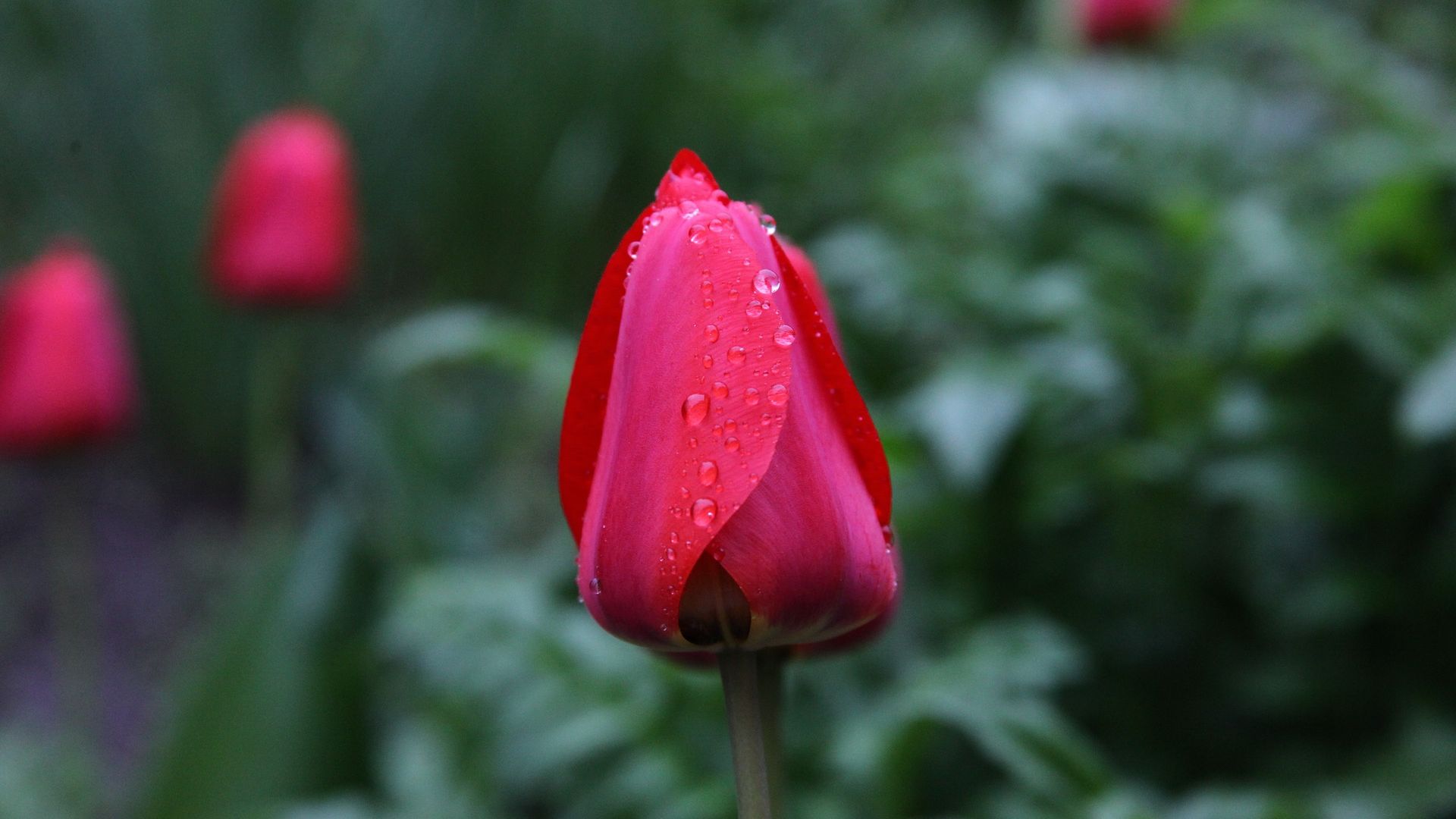 Wallpaper Red tulip bud, flower, drops