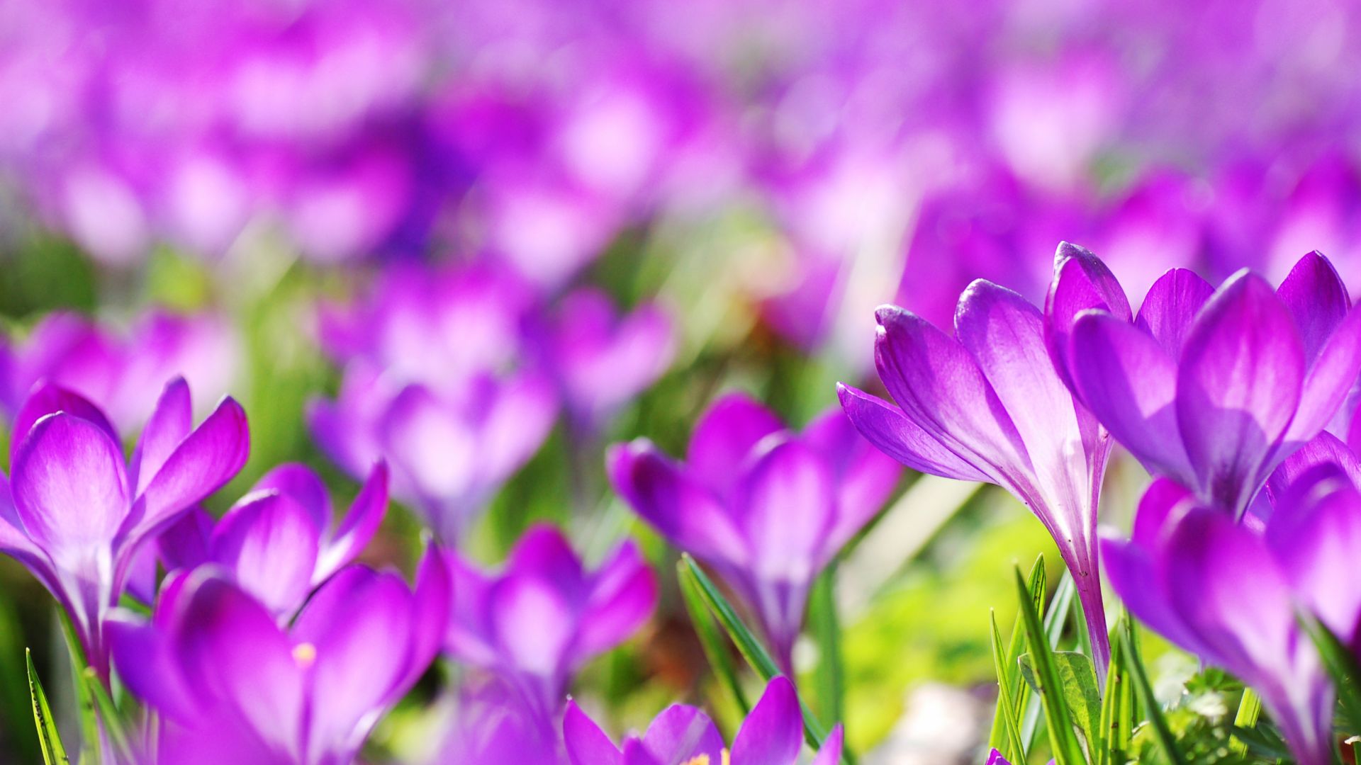 Wallpaper Purple crocus, blossom, spring, flowers