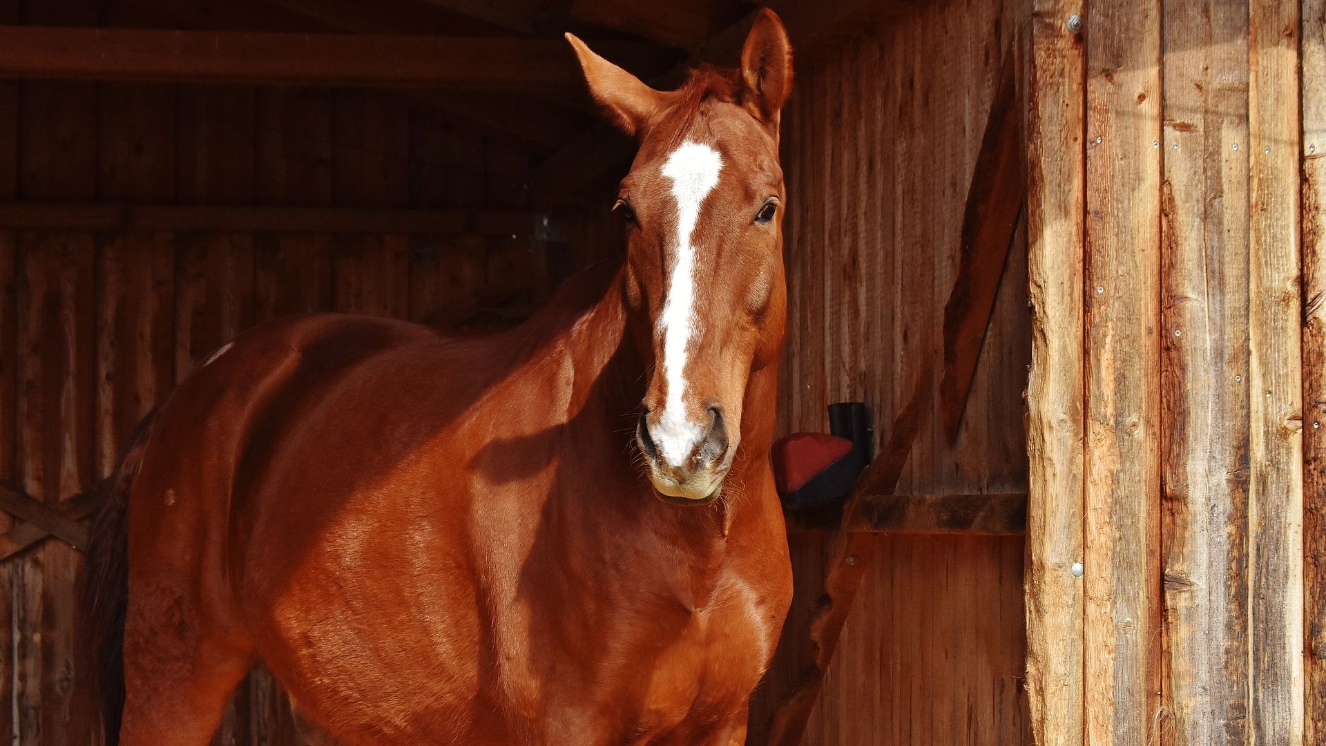 Wallpaper Brown, horse, animal