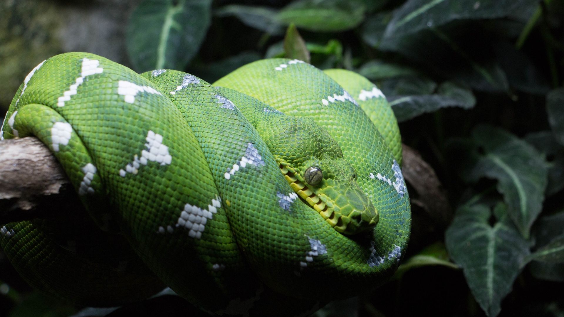 Wallpaper Green tree python, reptile, snake
