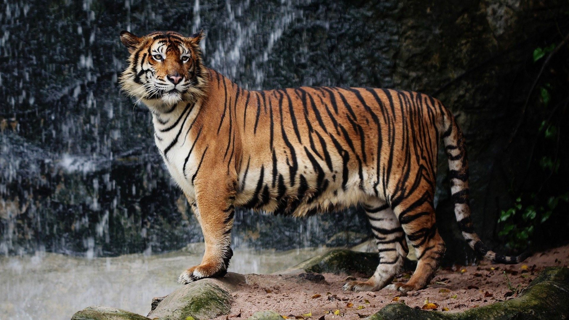 Wallpaper Tiger, predator, wild cat