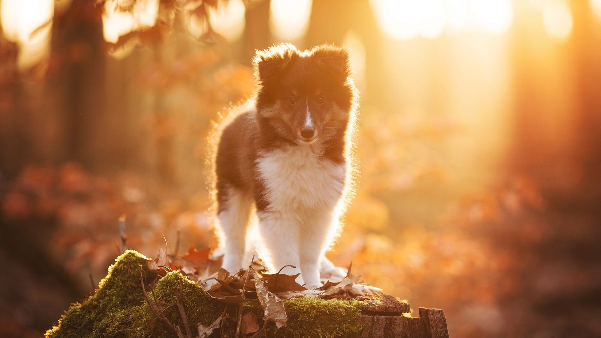 Wallpaper Cute puppy, sunlight