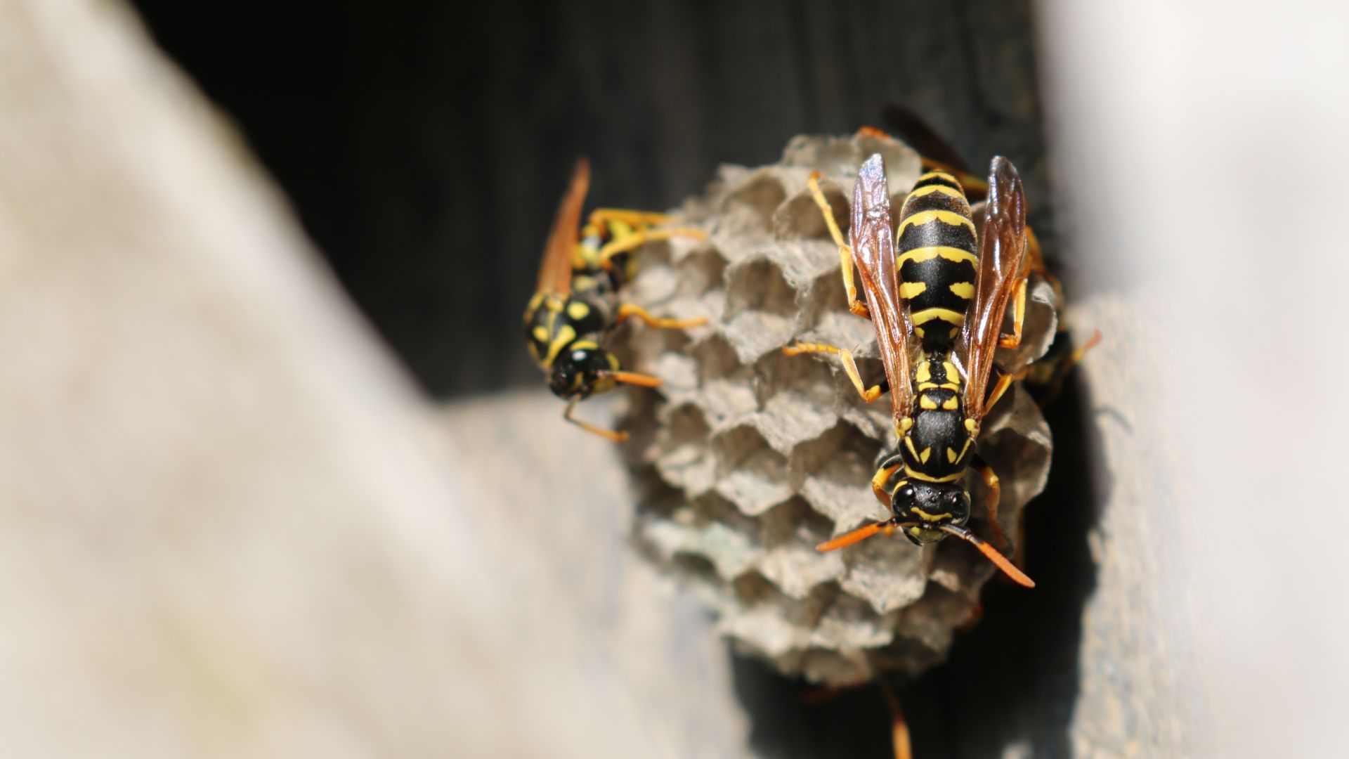 Wallpaper Wasp beehive close up 