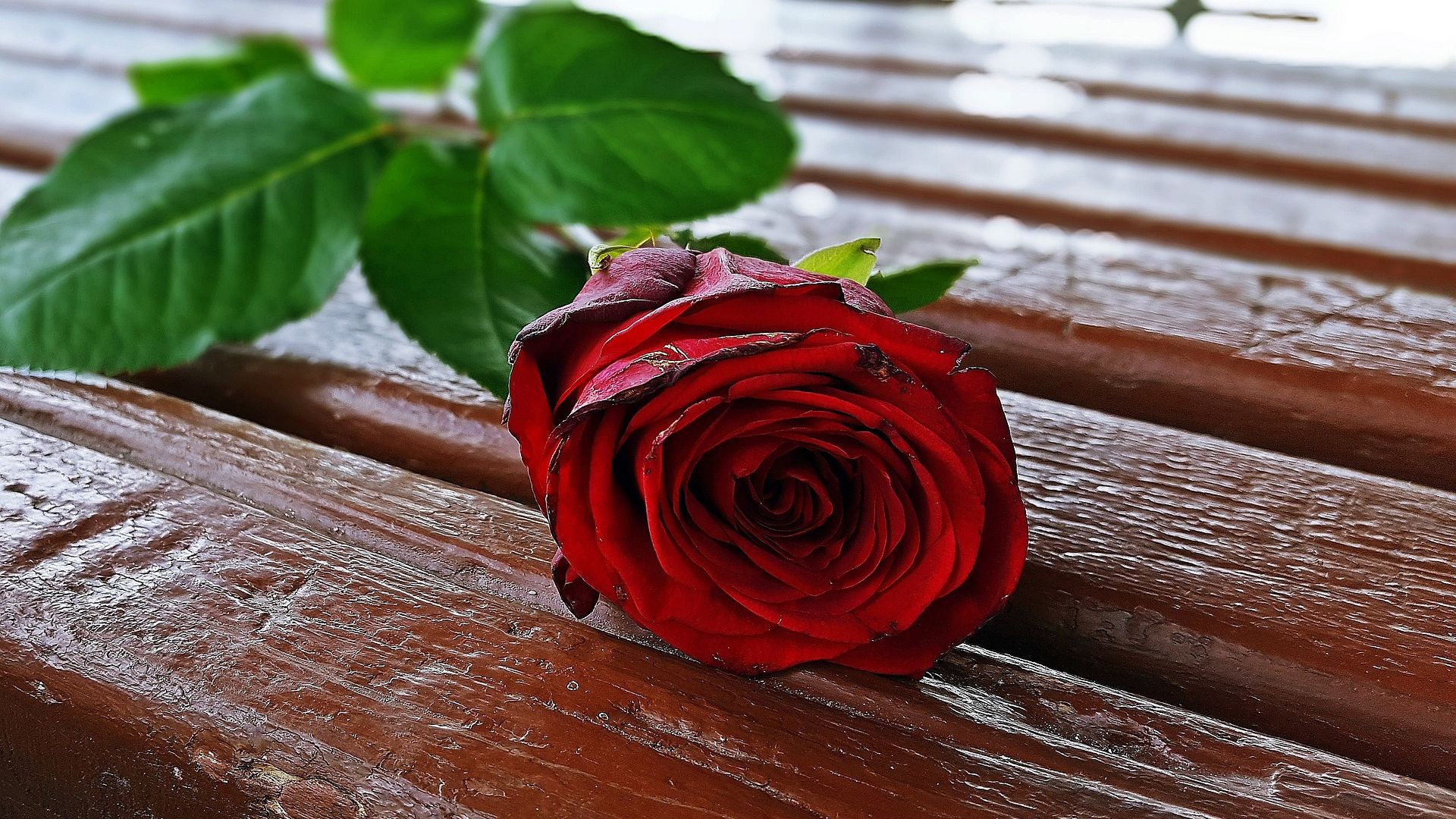 Wallpaper Red rose flower on table