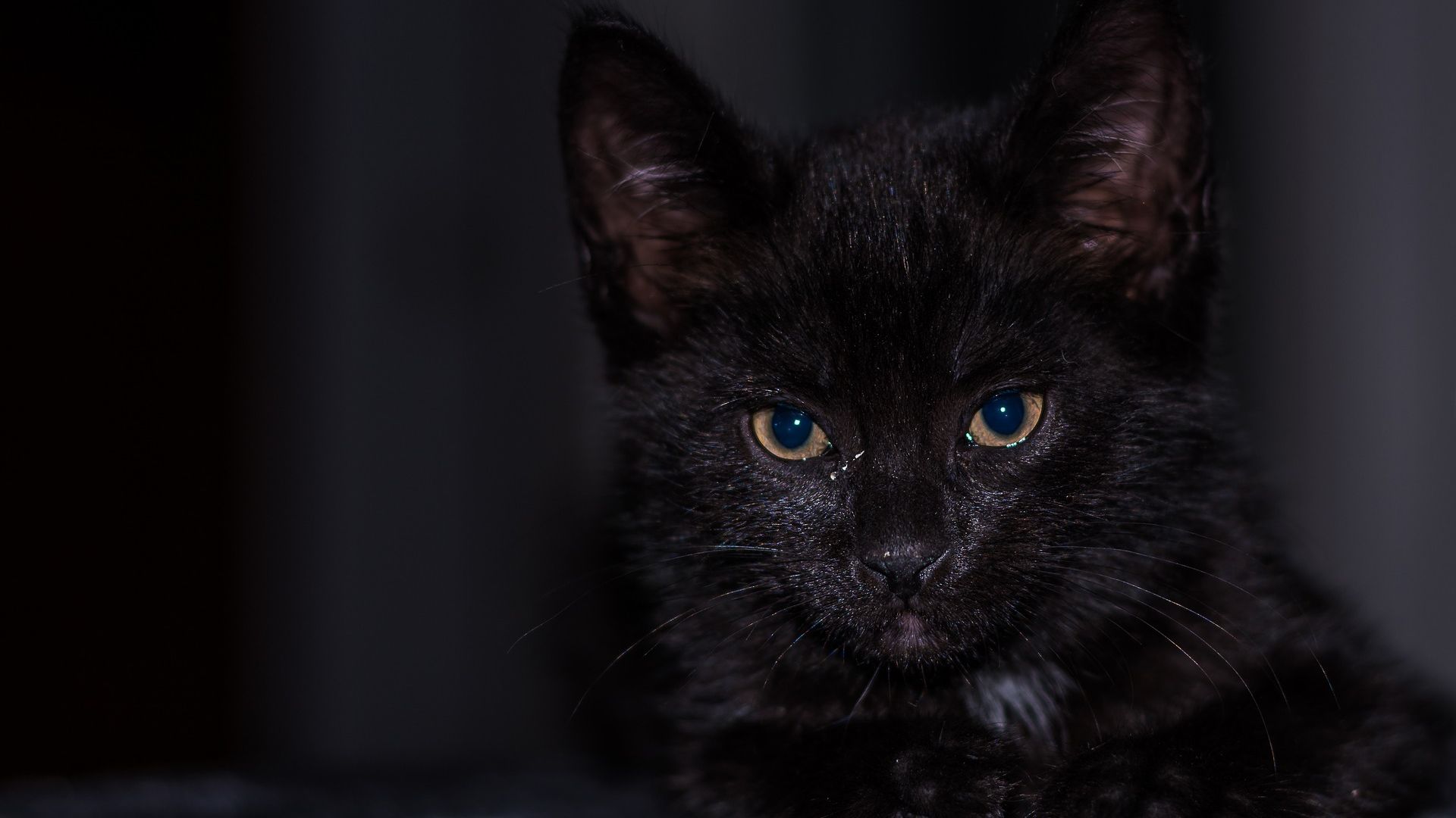 Wallpaper Black baby cat, kitten, animal