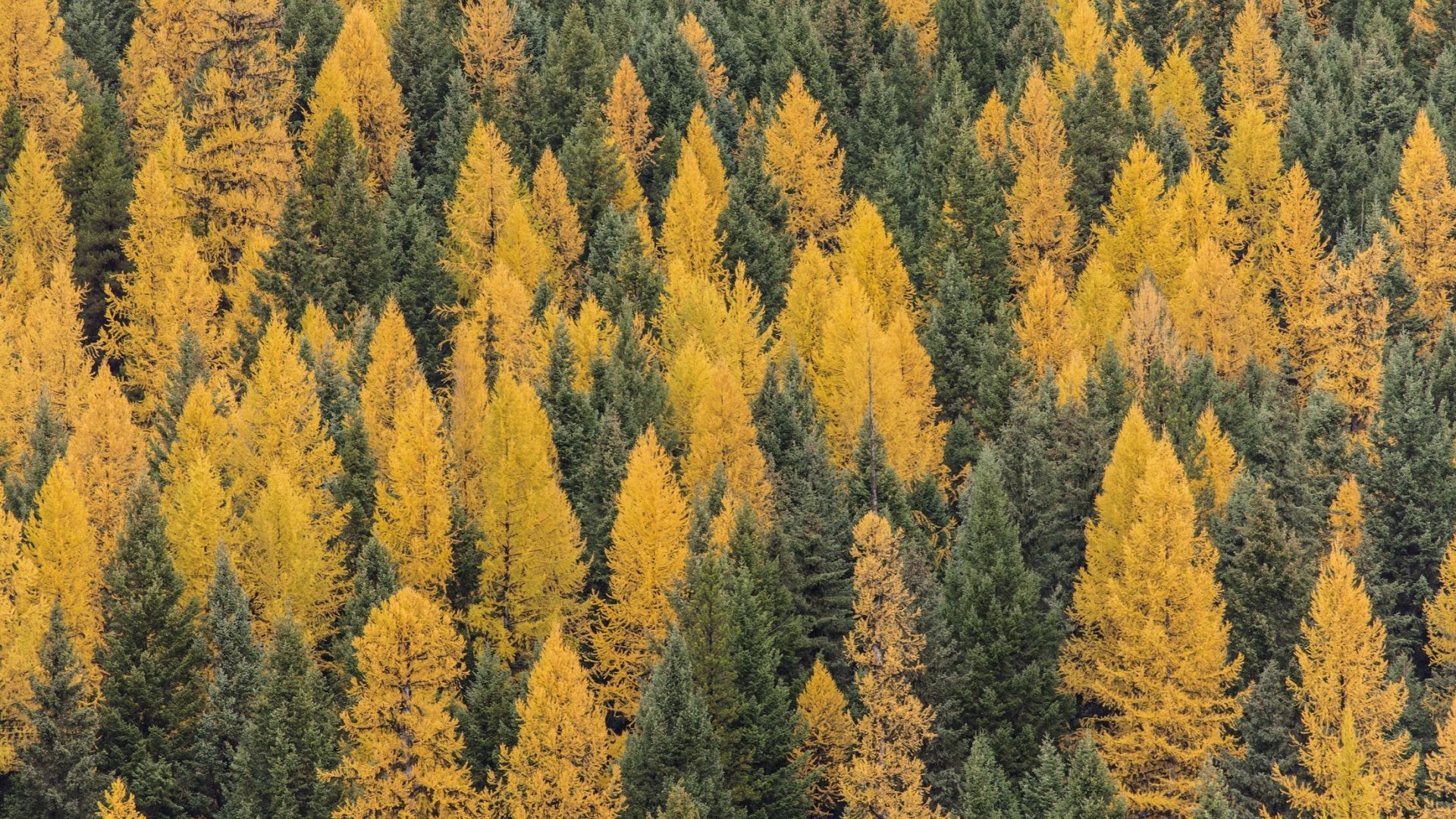 Wallpaper Forest, trees, autumn, aerial view