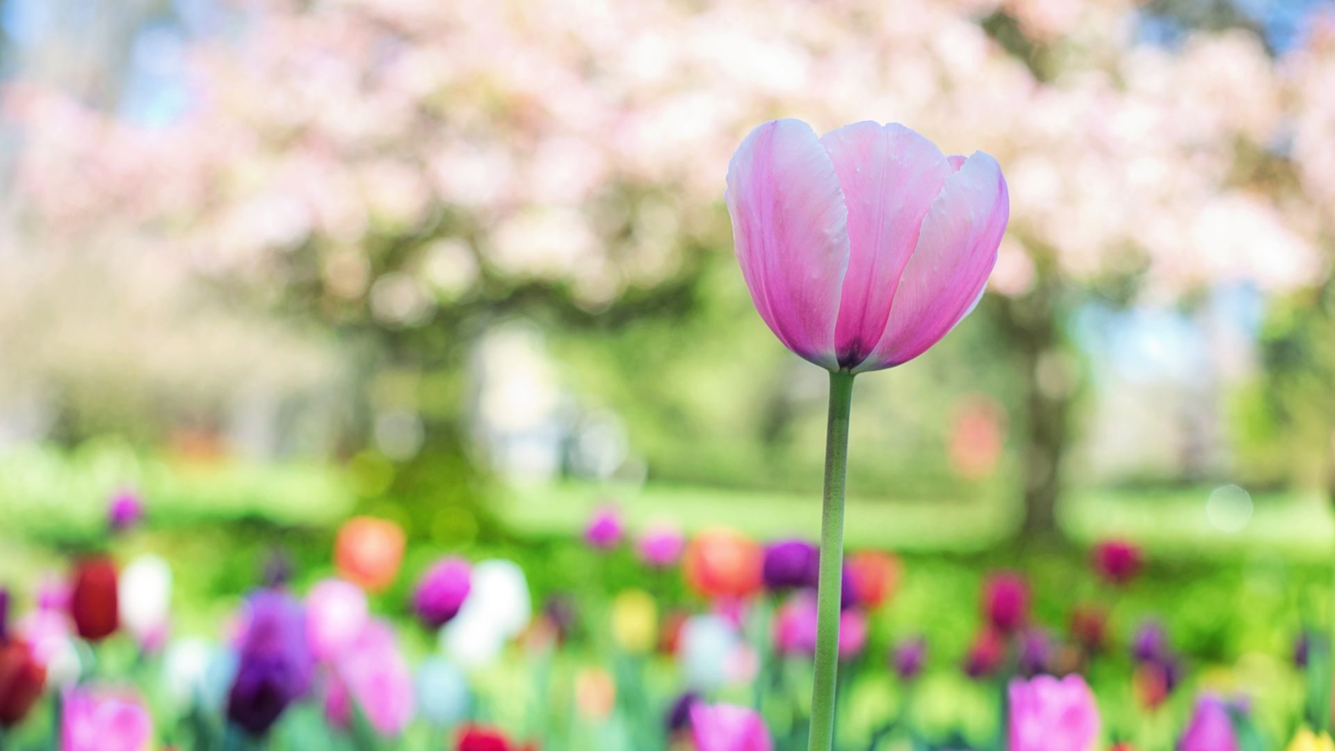 Wallpaper Pink tulip, flower farm, flowers, blur