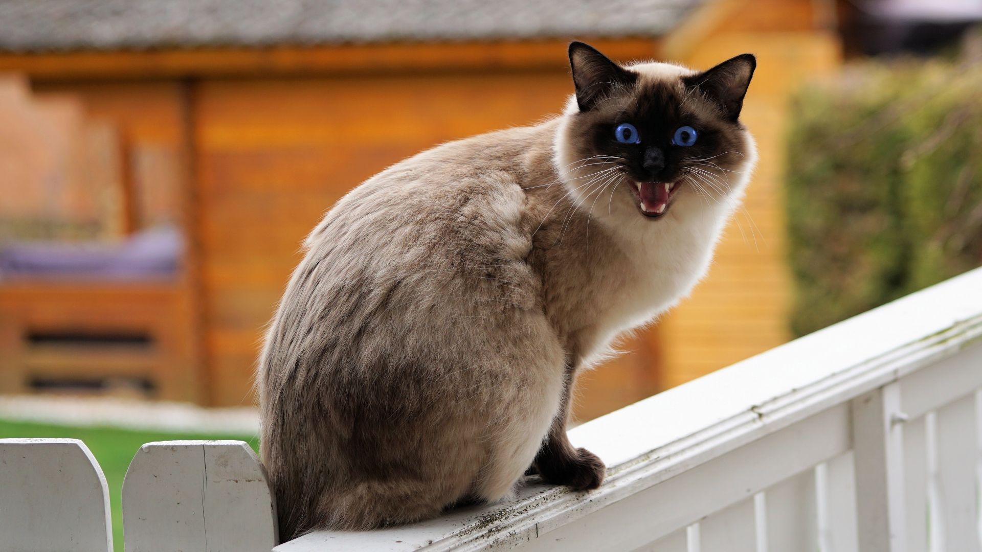 Wallpaper Siamese cat, angry pet animal, sitting
