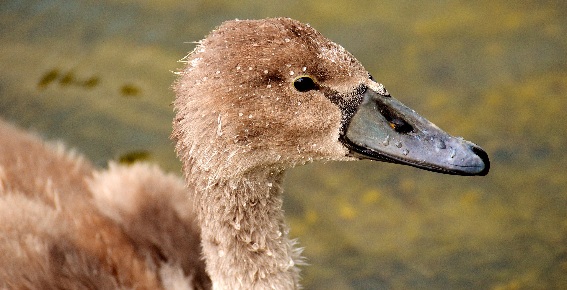 Wallpaper Swan, young bird, muzzle, beak, brown