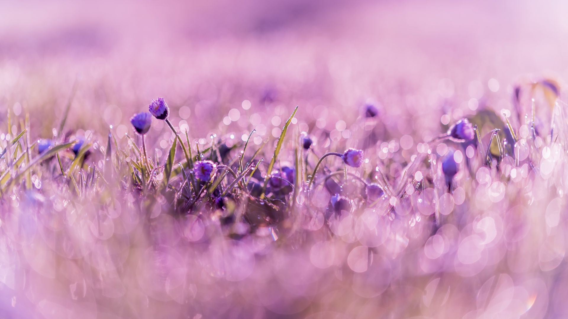 Wallpaper Purple, wild flowes, bokeh, blur, spring