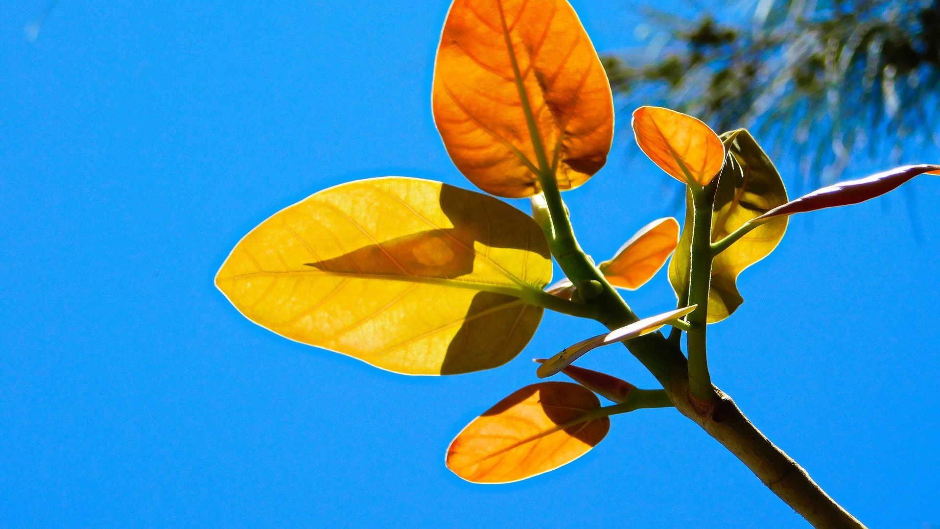 Wallpaper Plants trees branch, leaves, sky, nature