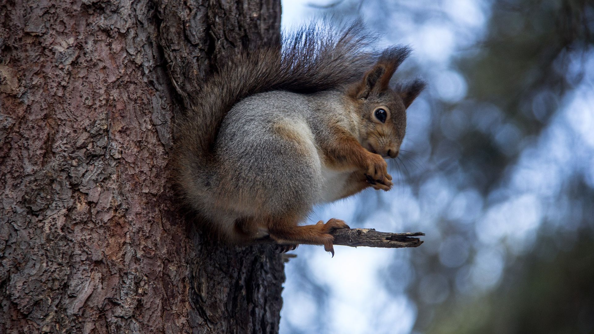 Wallpaper Squirrel, cute animal, tree trunk