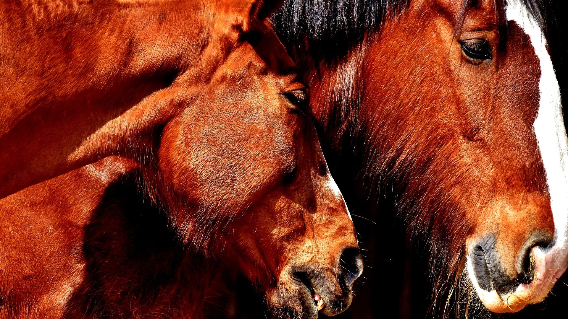 Wallpaper Horses, brown animal, muzzle