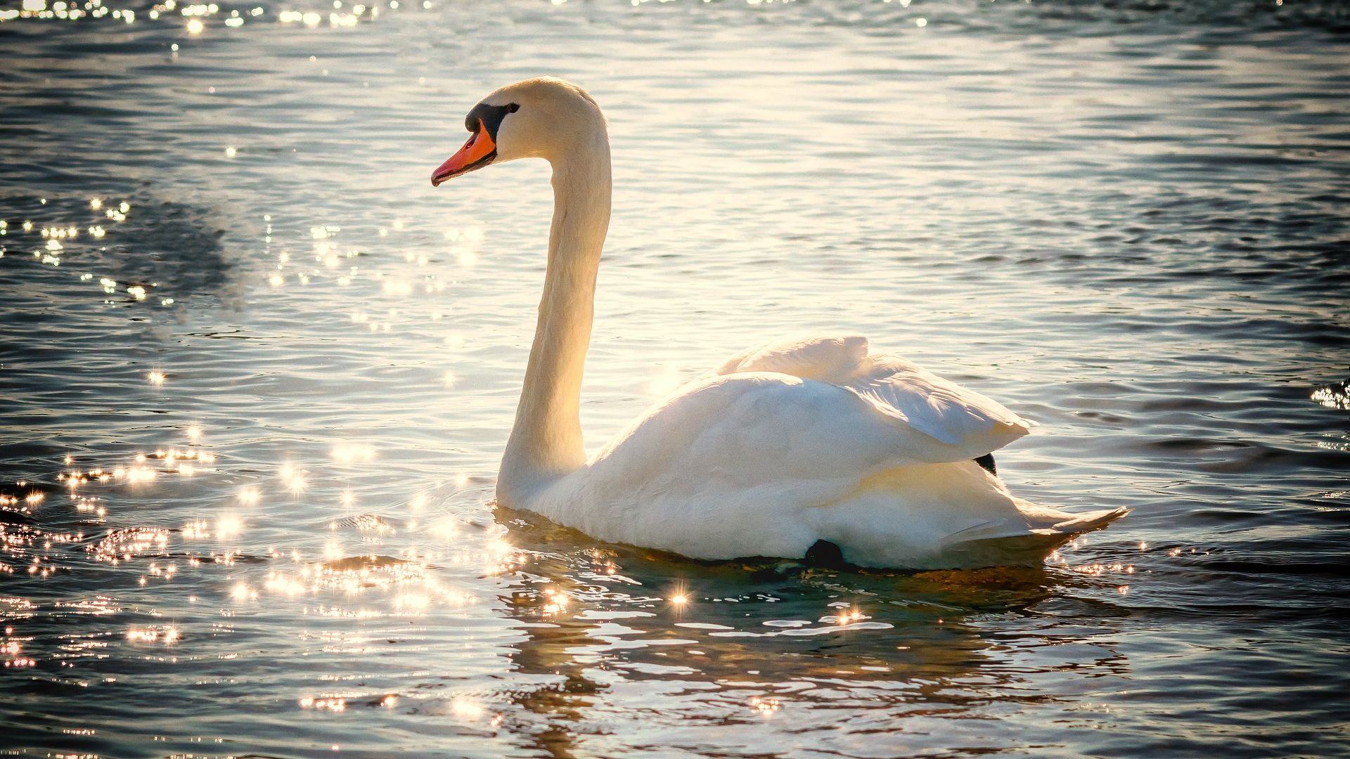 Wallpaper Swan, water bird, lake, sunlight