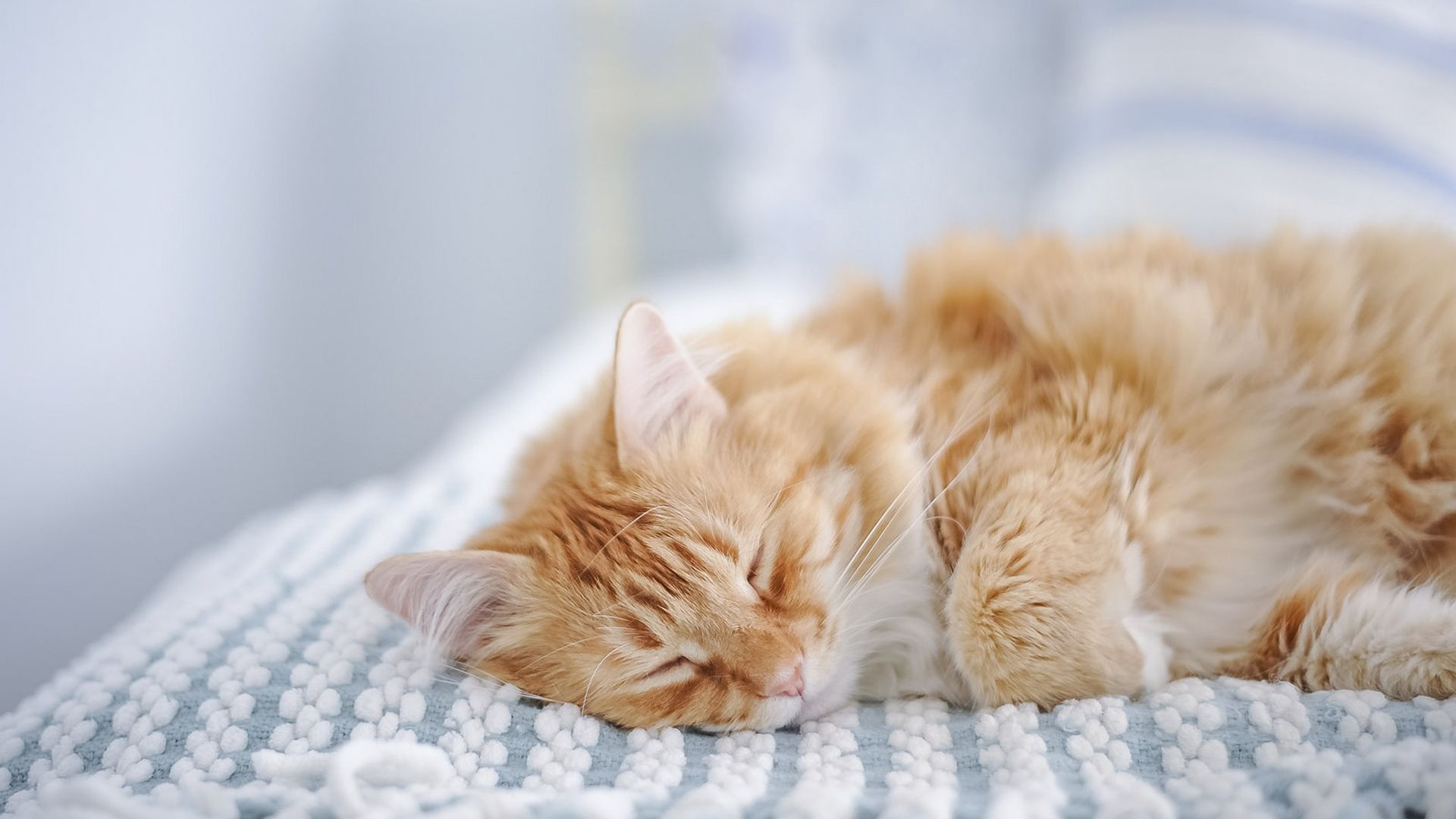 Wallpaper Furry Cat, sleeping, bed