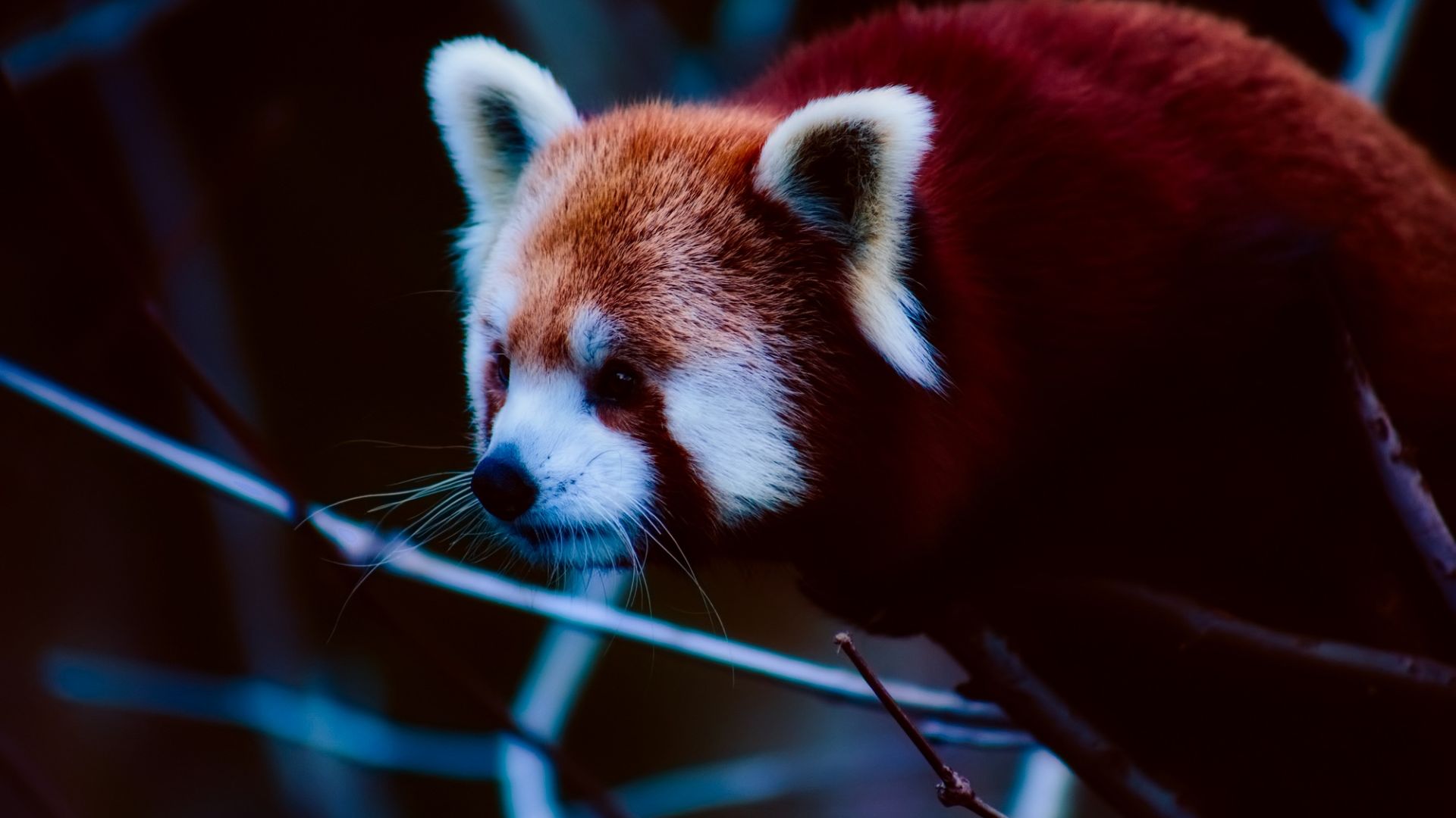 Wallpaper Cute, Red Panda, wild animal, muzzle