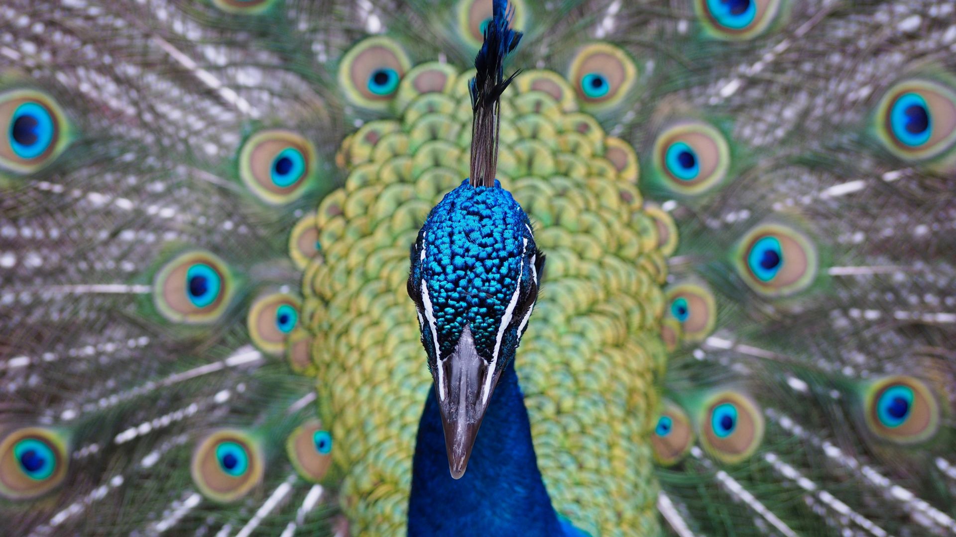 Wallpaper Peacock, bird, muzzle, feathers