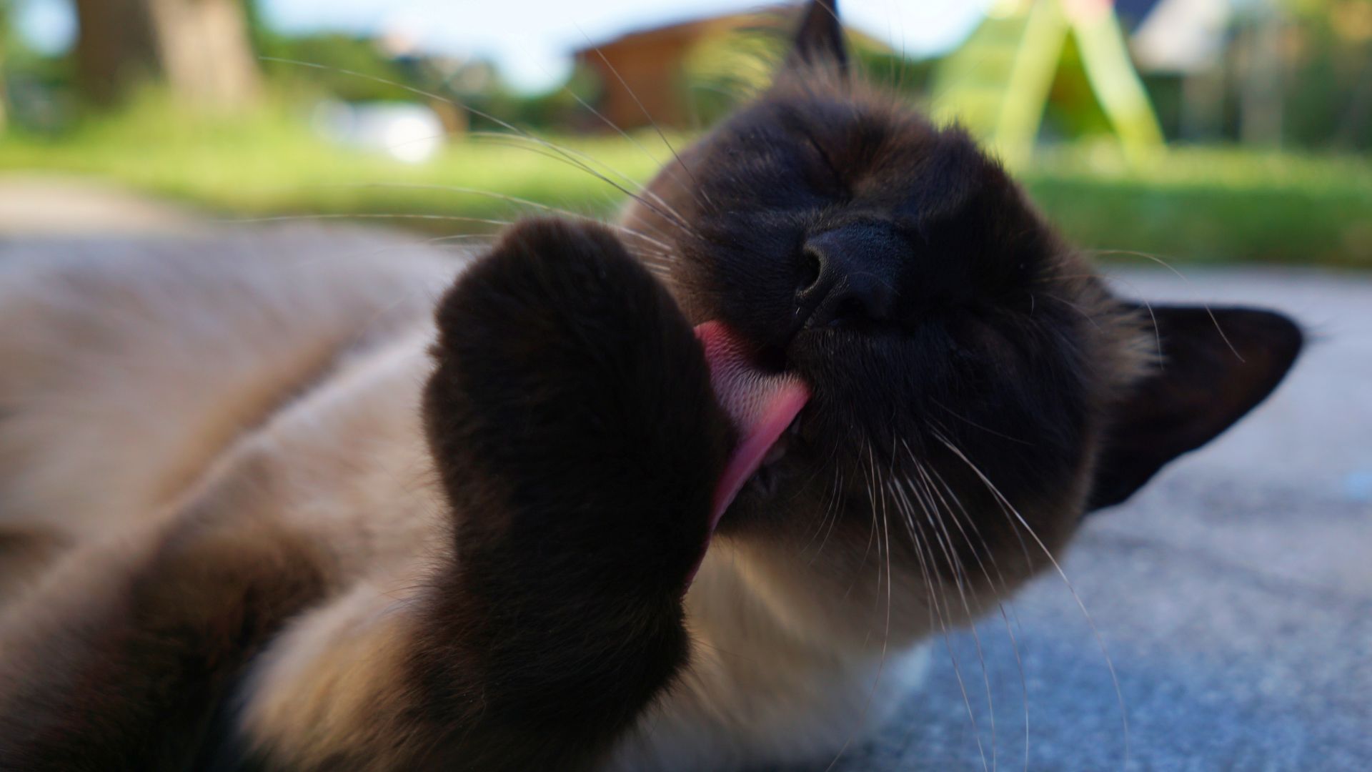 Wallpaper Siamese cat, Cat, licking leg, pet, animal