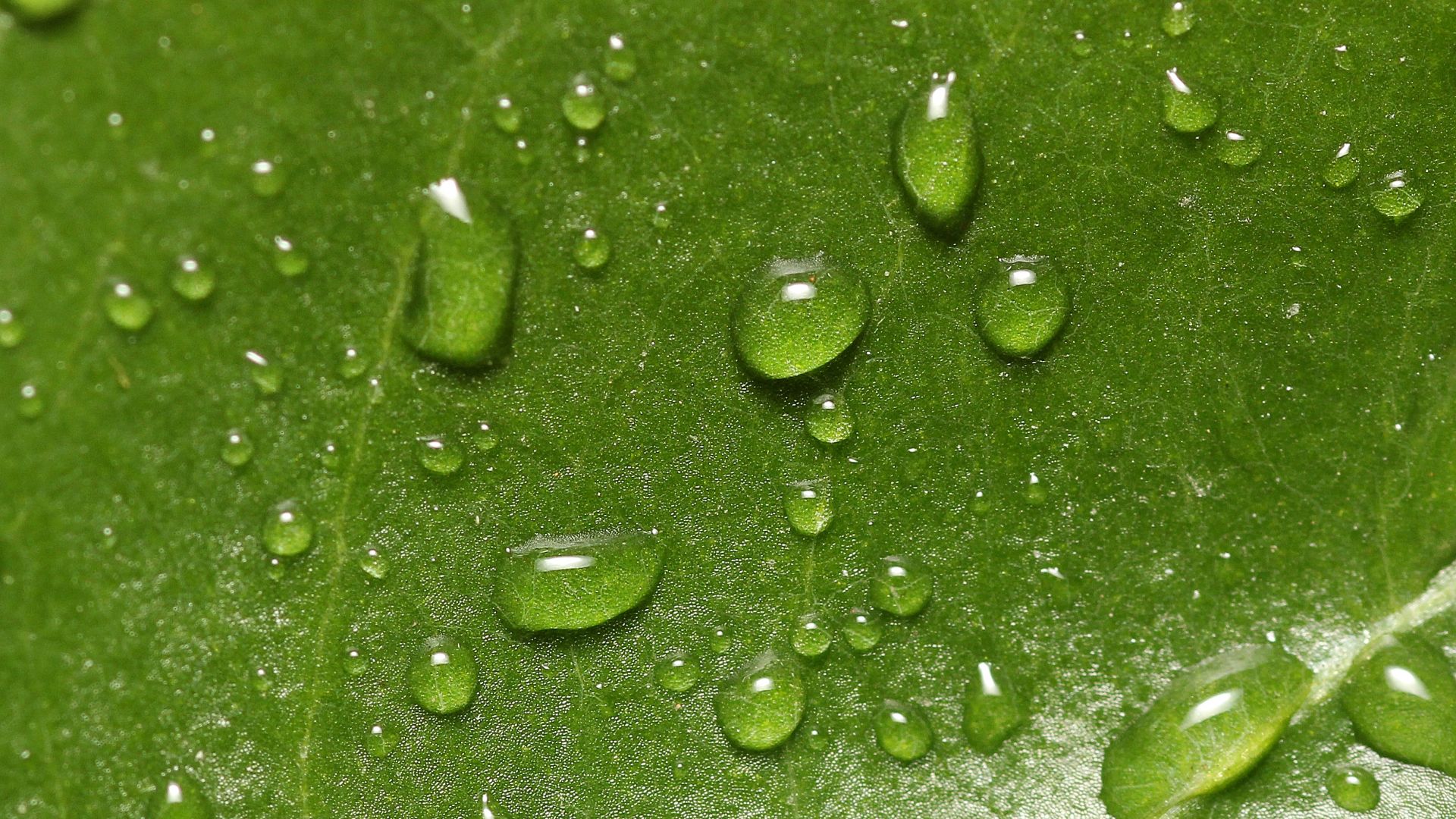 Wallpaper Leaf, water drops, surface, texture