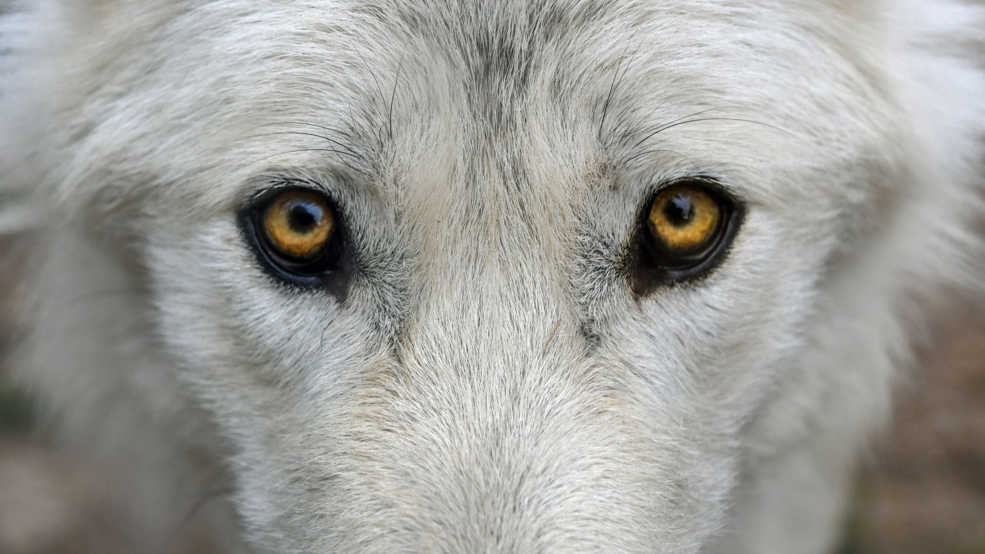 Wallpaper Wolf, muzzle, eyes, predator