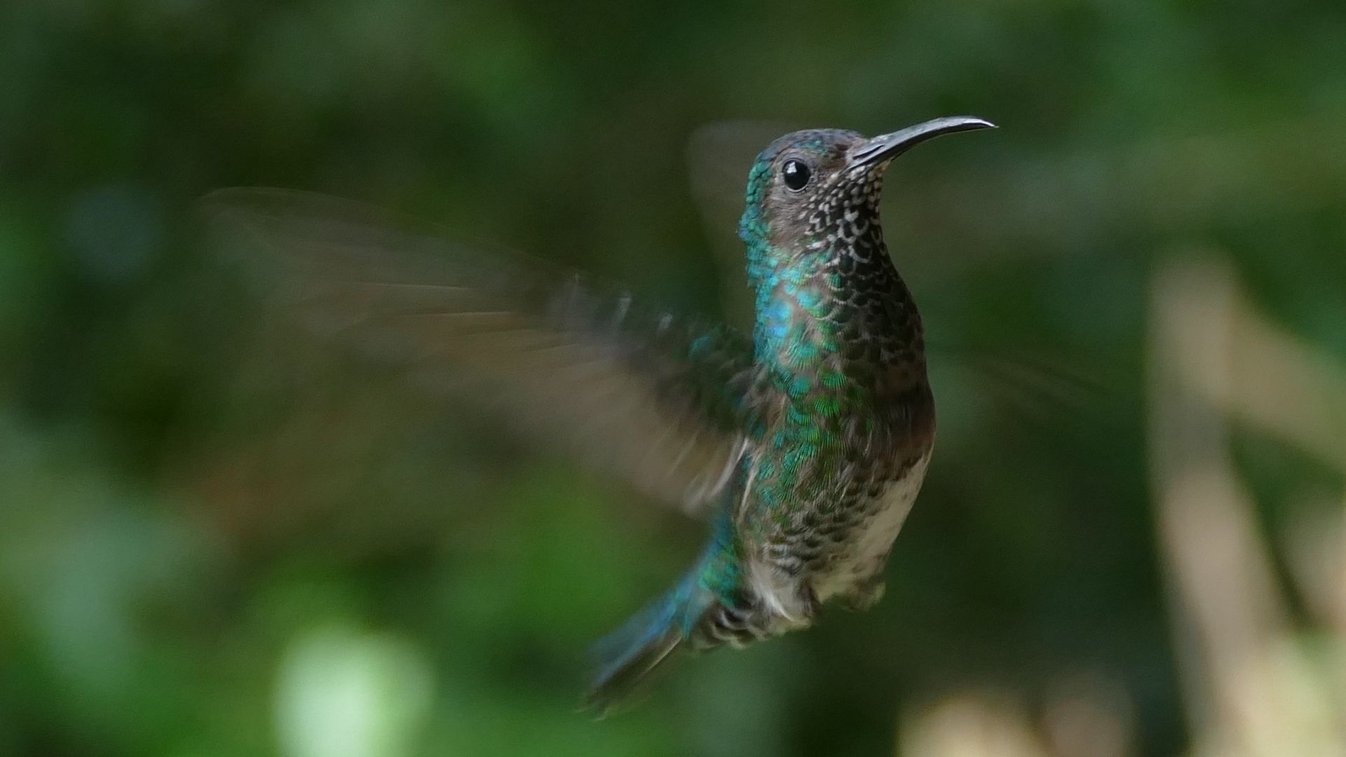 Wallpaper Flight of bird, beautiful, hummingbird