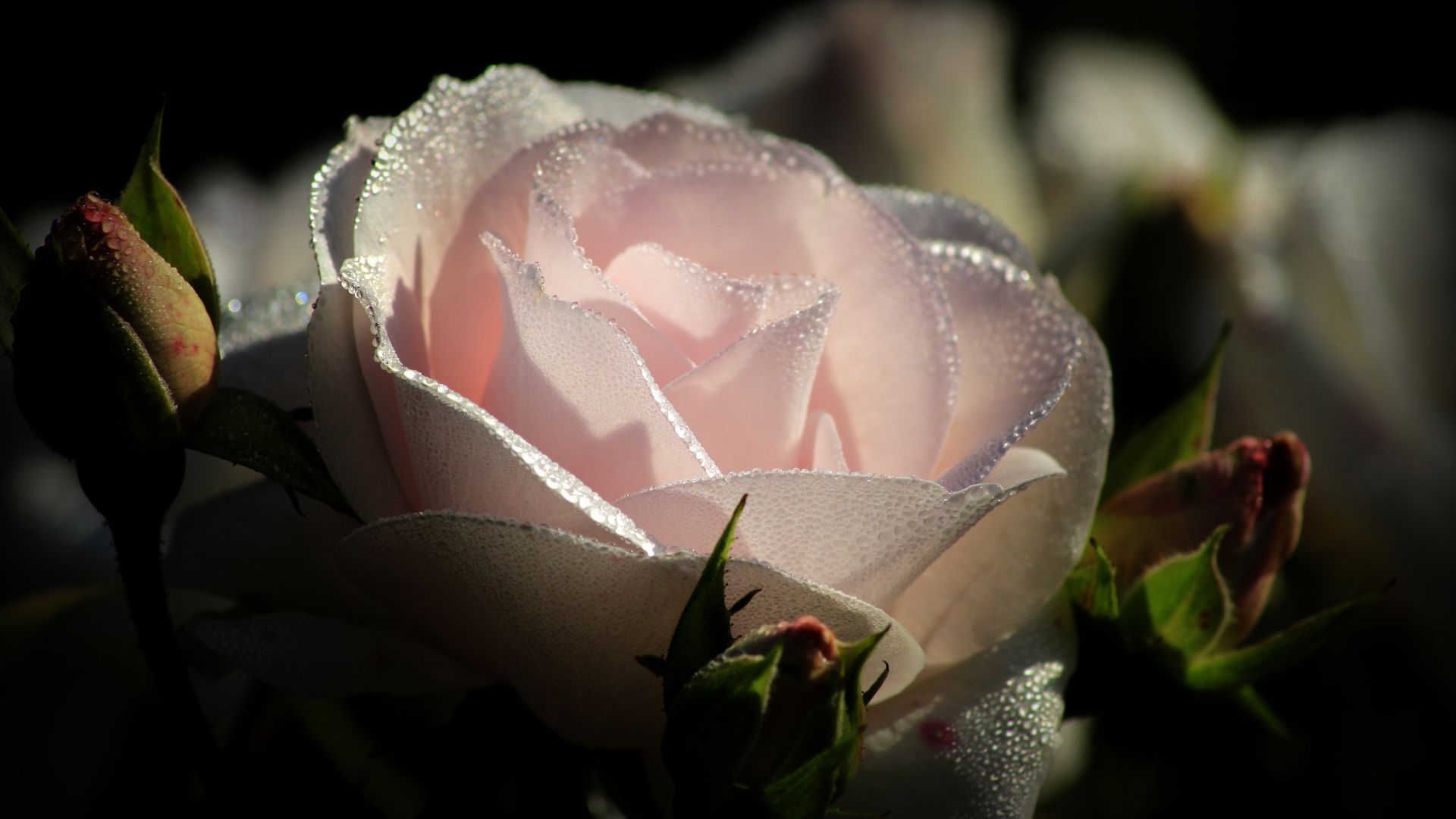 Wallpaper Light pink rose, water drops, close up, 5k