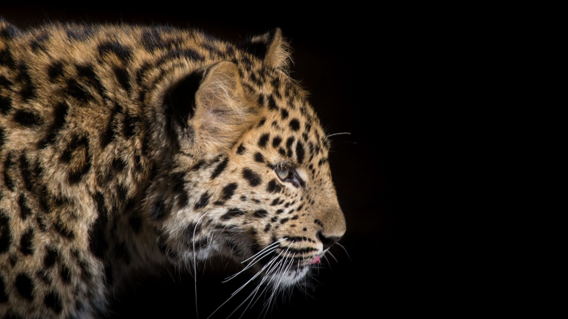 Wallpaper Snow leopard, muzzle, predator, 4k