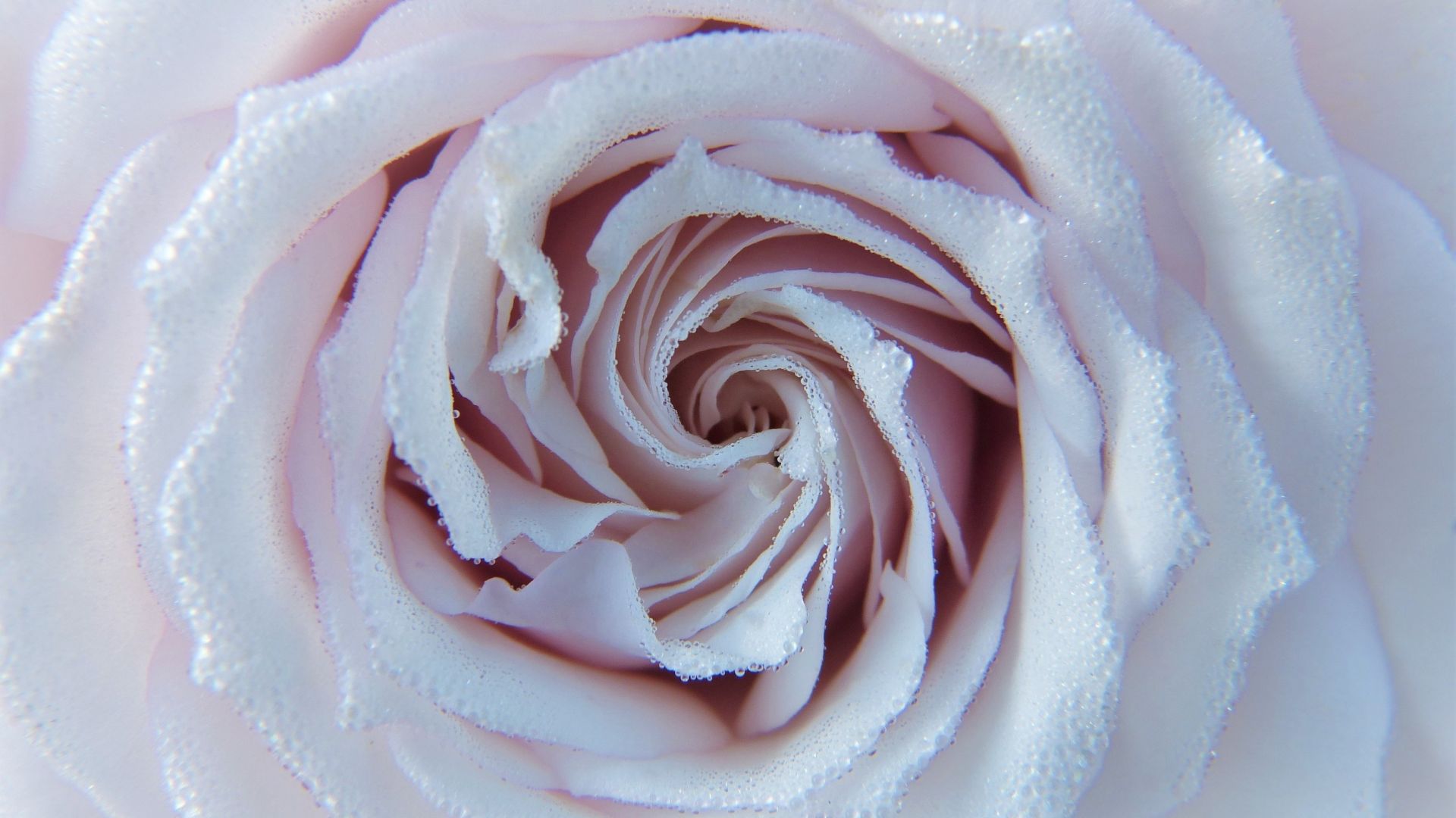Wallpaper Rose, white pink flower, close up