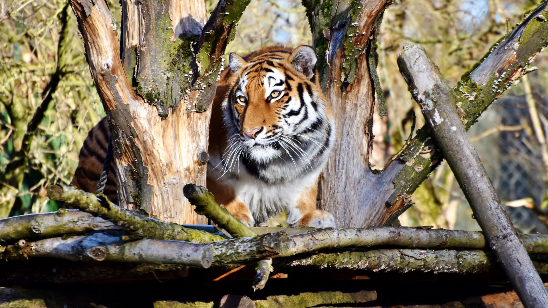 Wallpaper Zoo, animal, predator, tiger, 5k