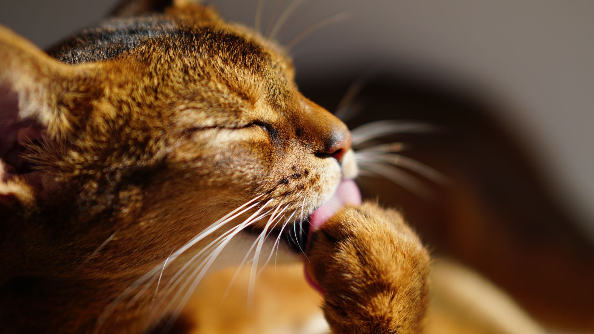 Wallpaper Cat licking leg, fur, muzzle