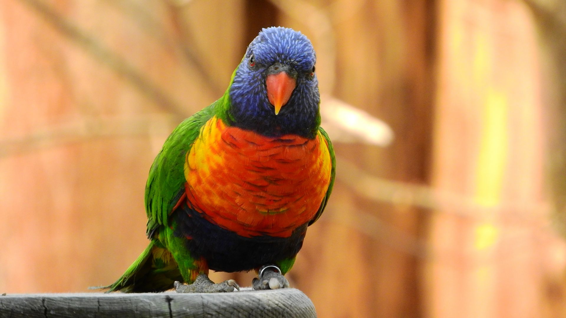 Wallpaper Rainbow lori, parrot, colorful bird, sitting