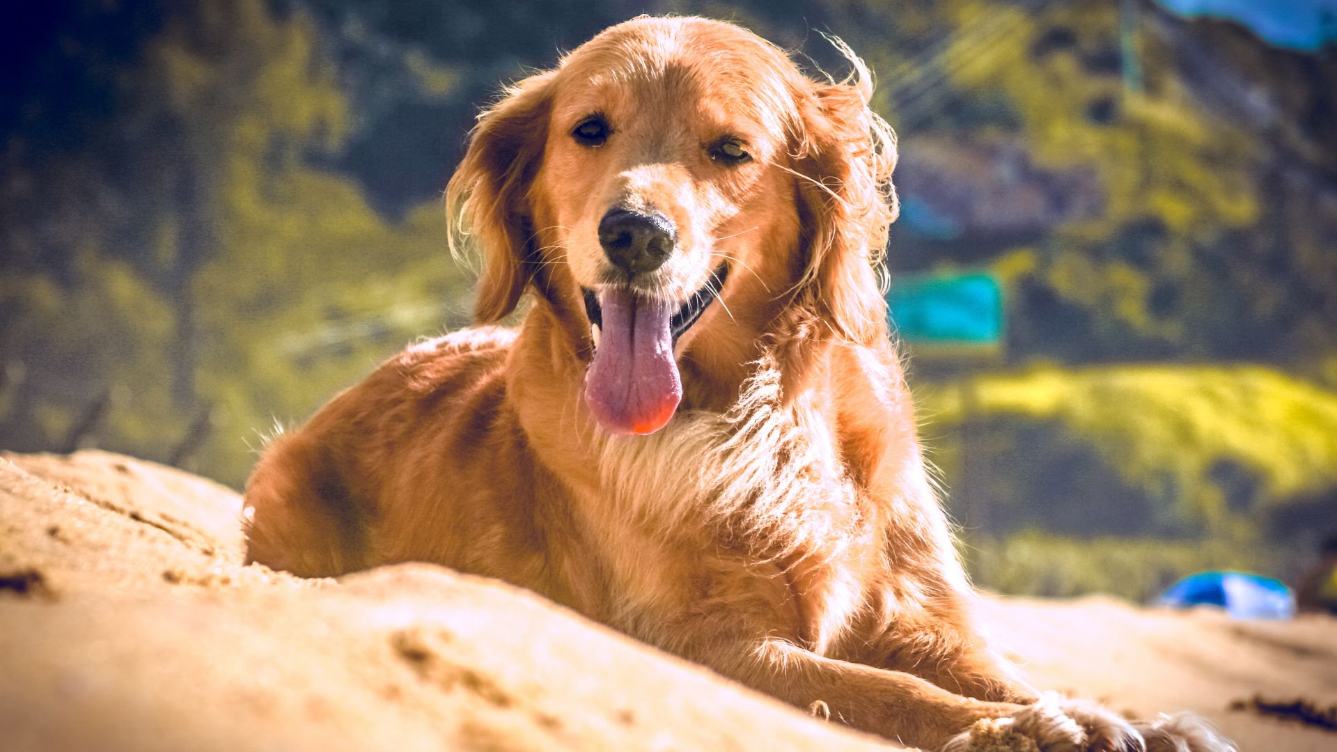 Wallpaper Dog, relaxed, enjoyment, summer, beach
