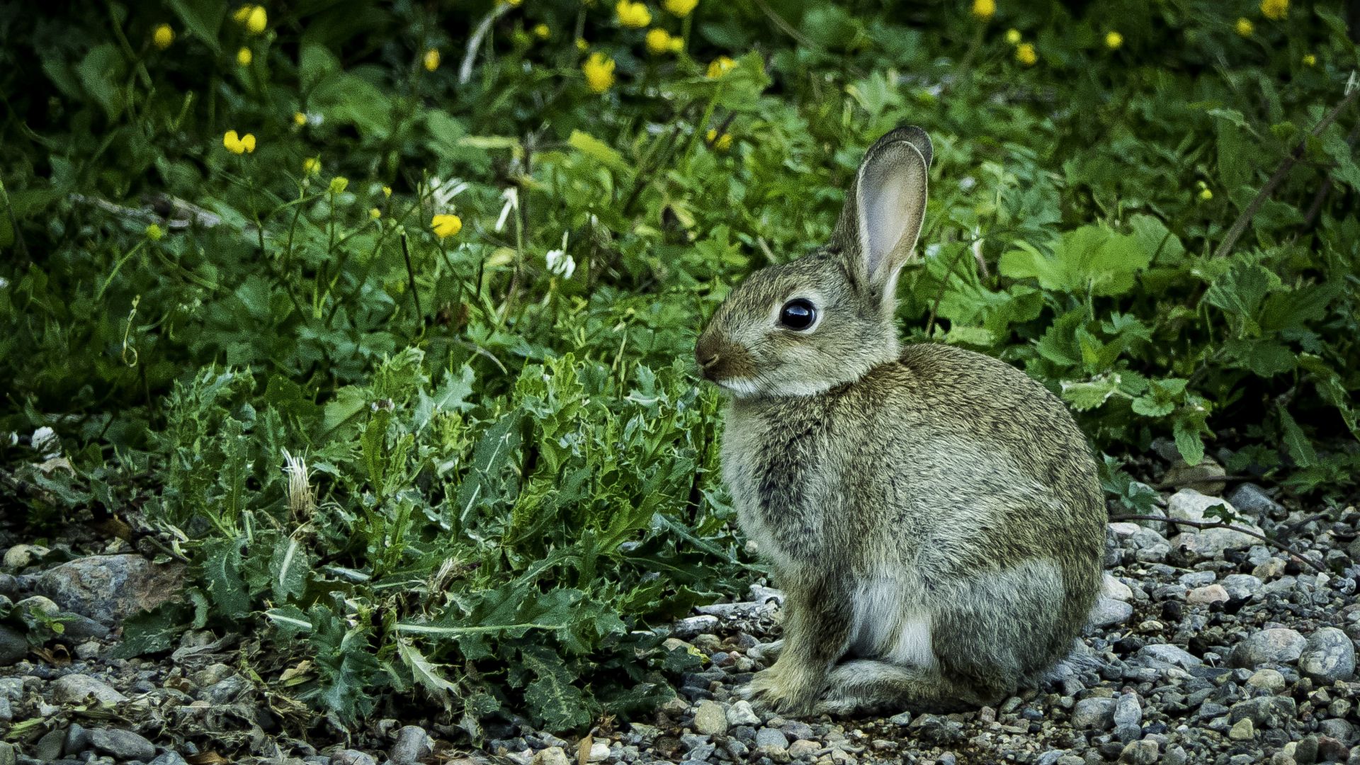 Wallpaper Cute, Hare, wild, animal, bunny