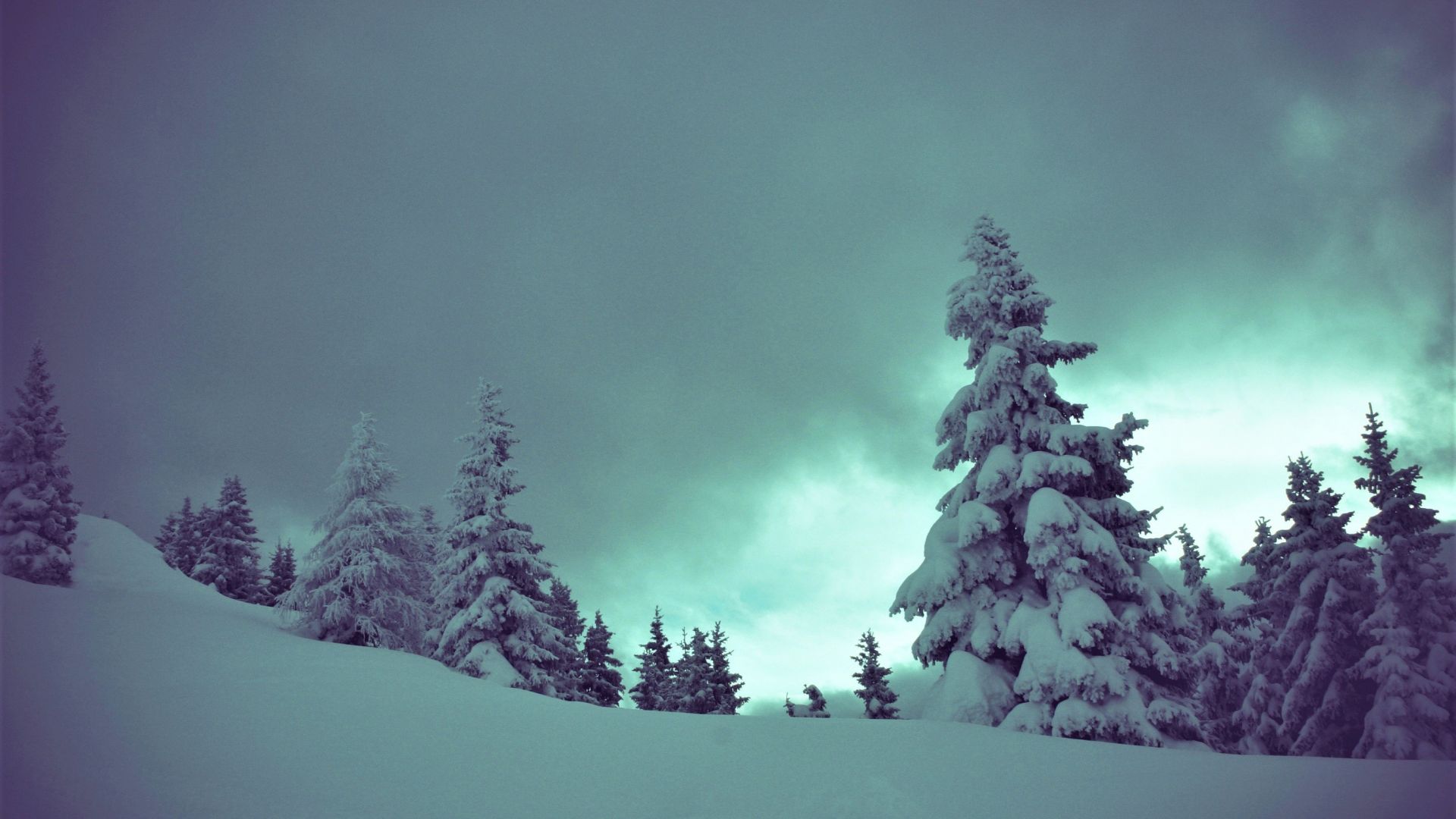 Wallpaper Trees, winter, landscape, cloudy sky, snow