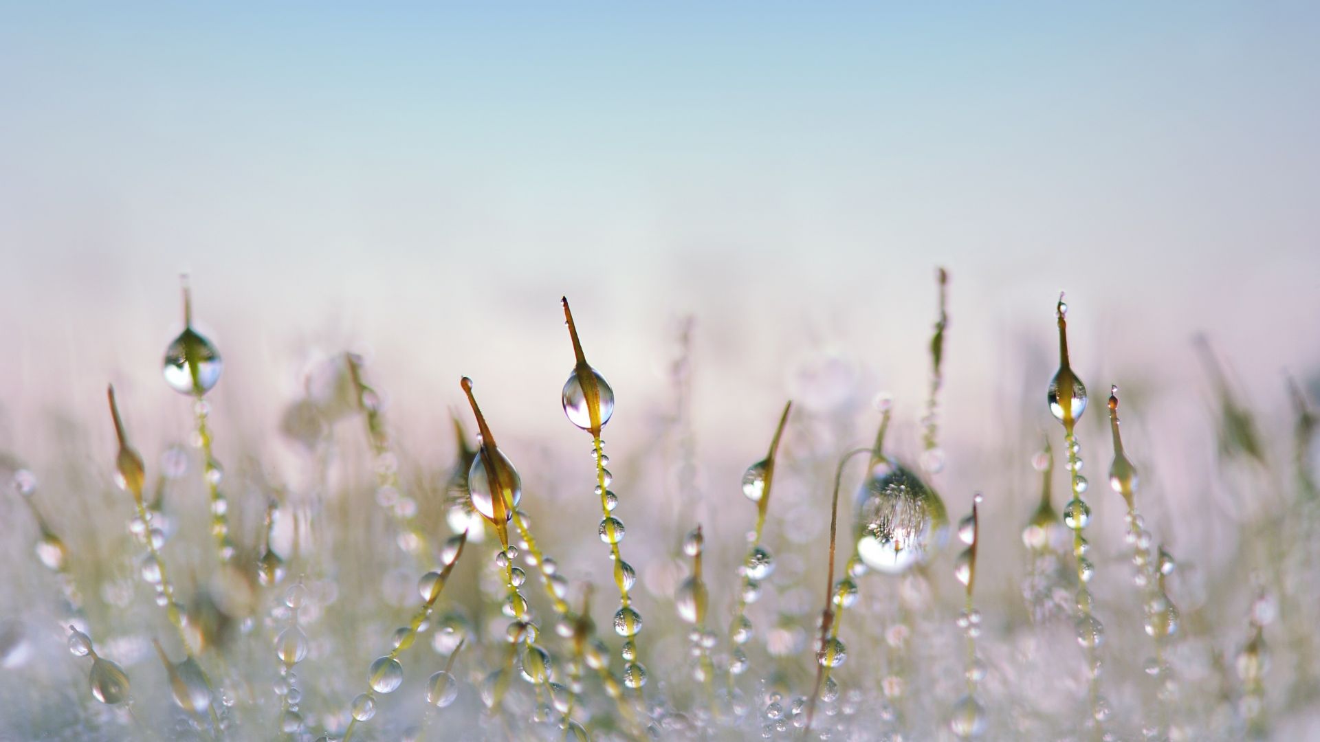 Wallpaper Moss, water drops, close up, 4k