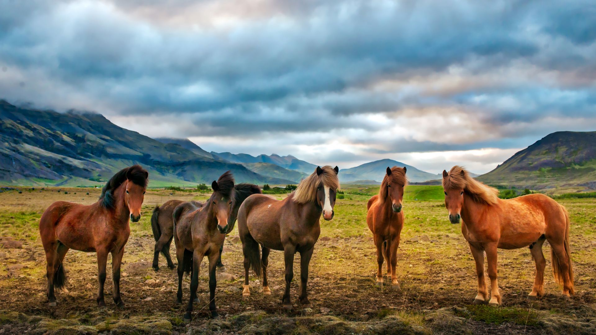 Wallpaper Herd, horses, animal, landscape, 4k