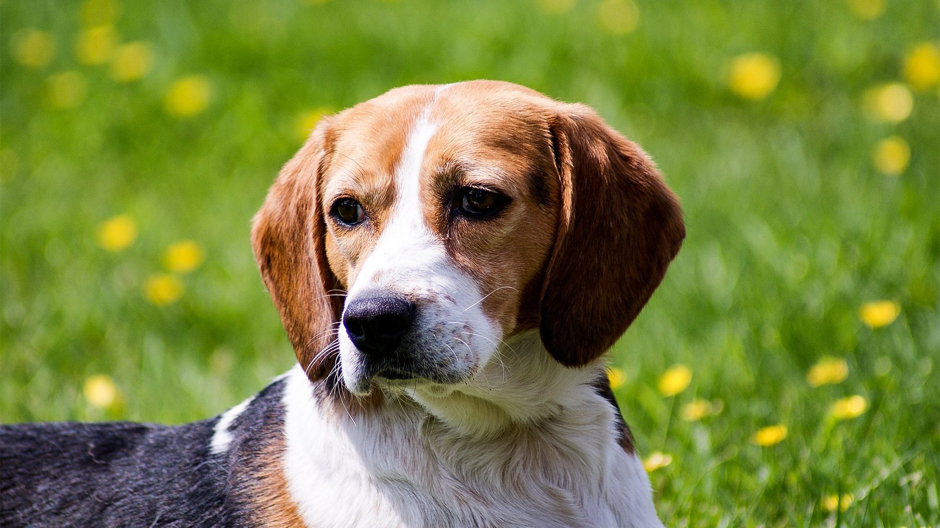 Desktop Wallpaper Beagle, Dog, Relaxed, Animal, Muzzle, Hd Image, Picture,  Background, 74dc10